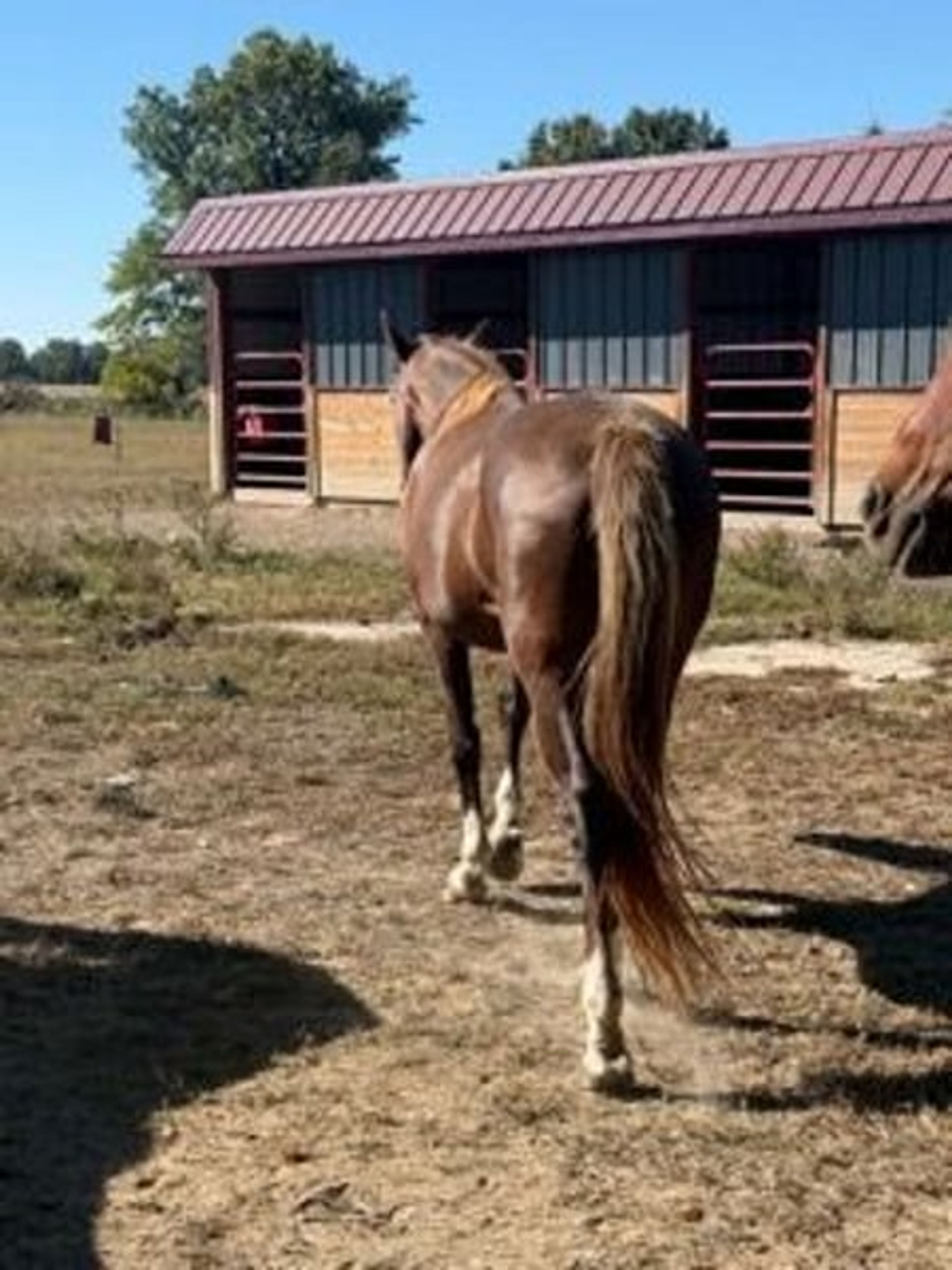 Jolleen 🐴 SAFE, SEASONED, AND READY FOR YOUR NEXT ADVENTURE! 🐴 - Image 5