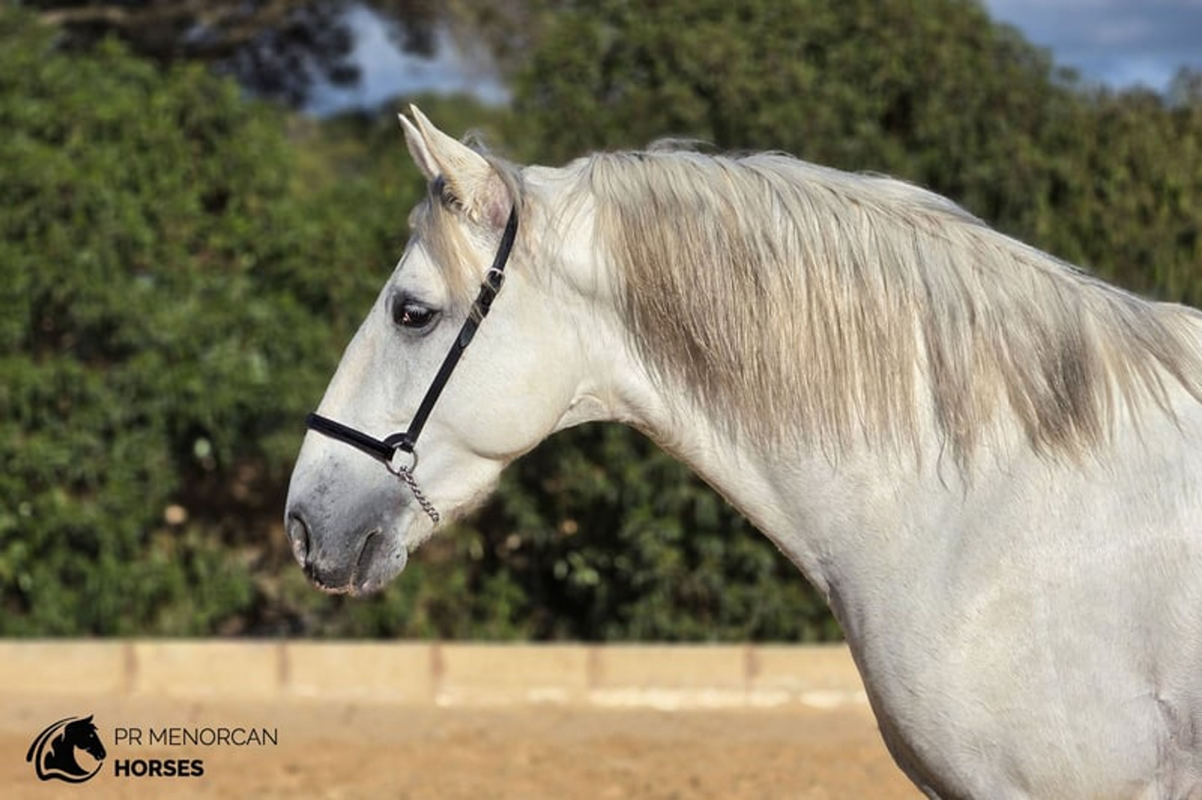 Stunning 2023 Andalusian stallion with exceptional bloodlines.