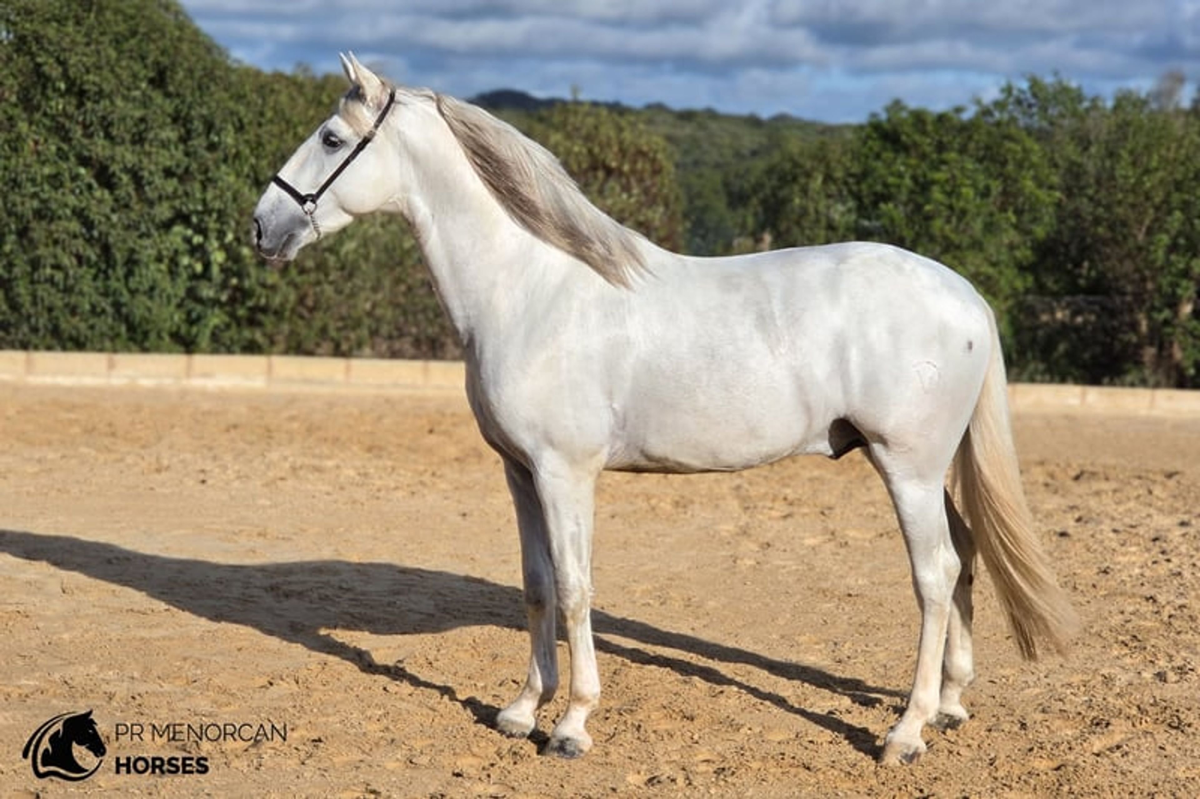 Stunning 2023 Andalusian stallion with exceptional bloodlines. - Image 3