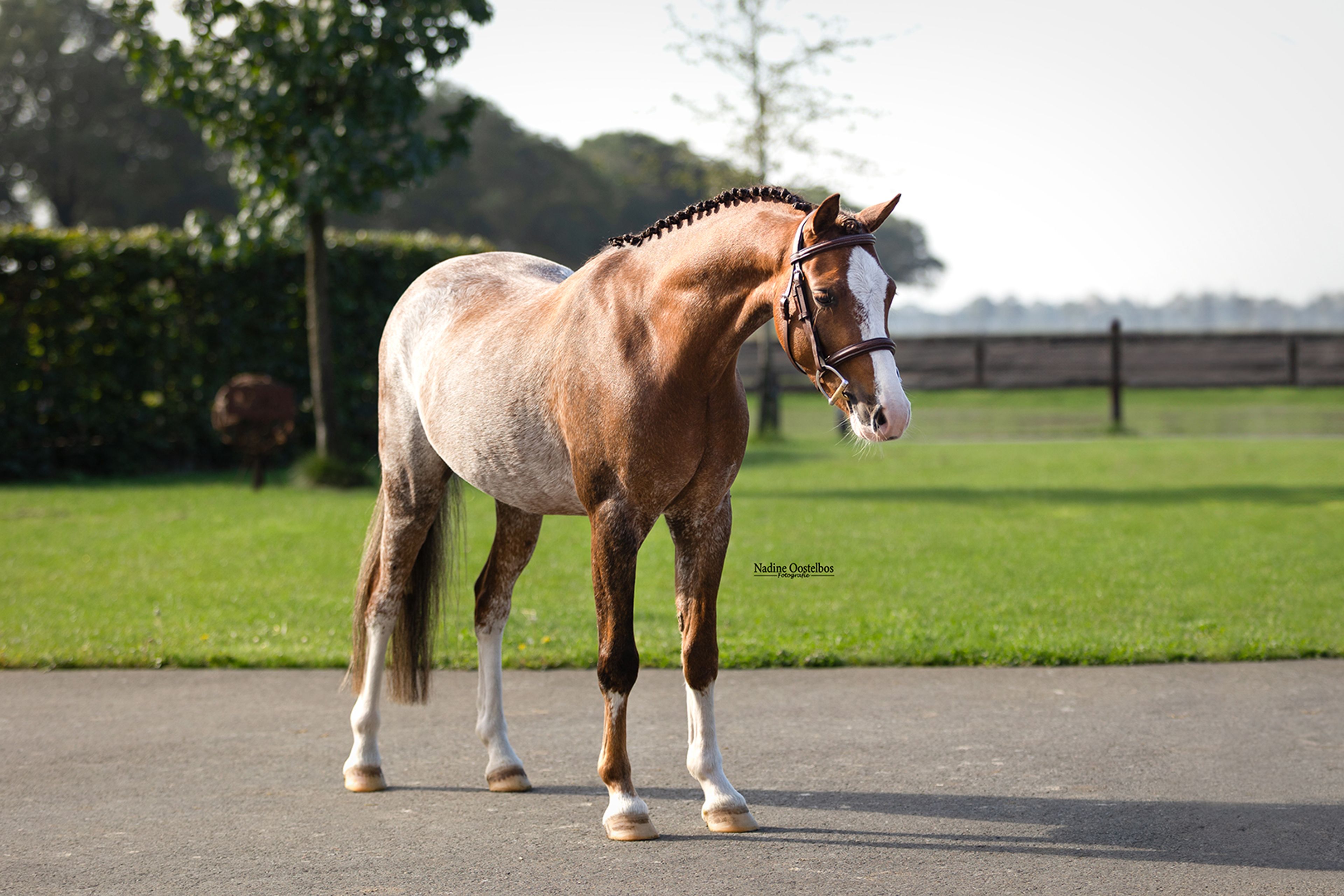 Ziggy - Image 4
