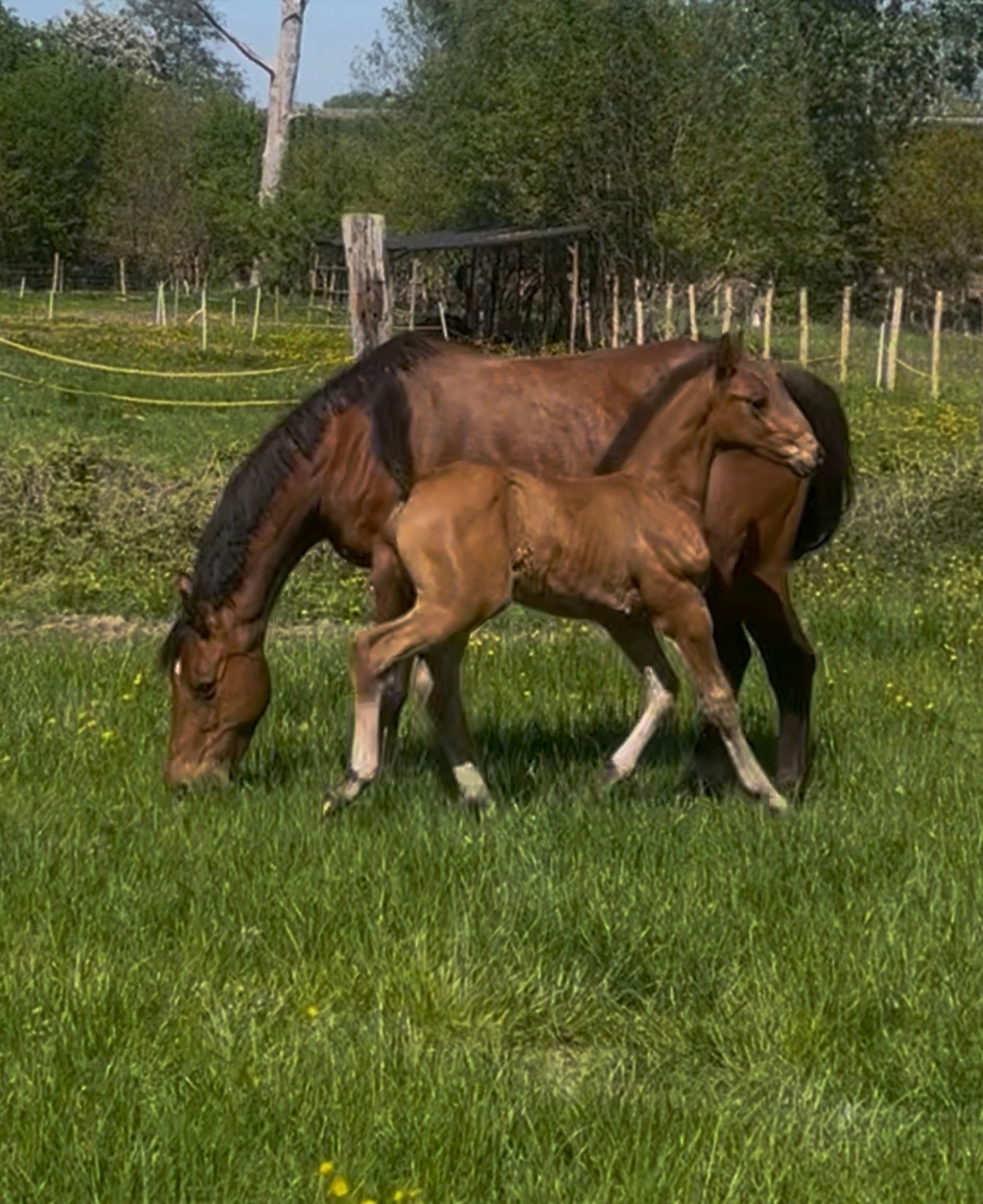 Jinx Star Z (J-STAR x ELDORADO VD ZESHOEK TN) - Image 1