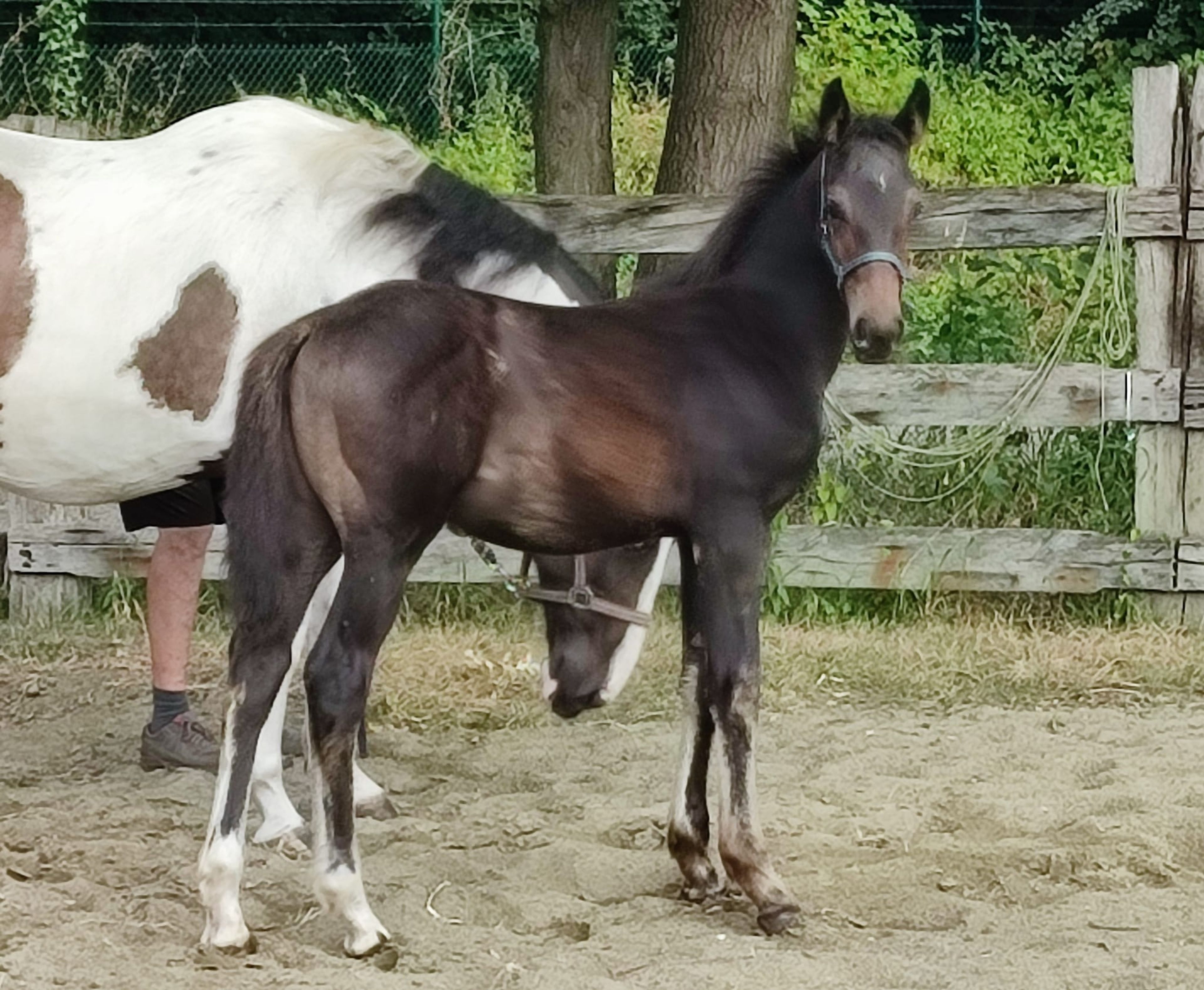Duplantis van 't Stelenshof (OGANITTO SITTE x KING) - Image 2