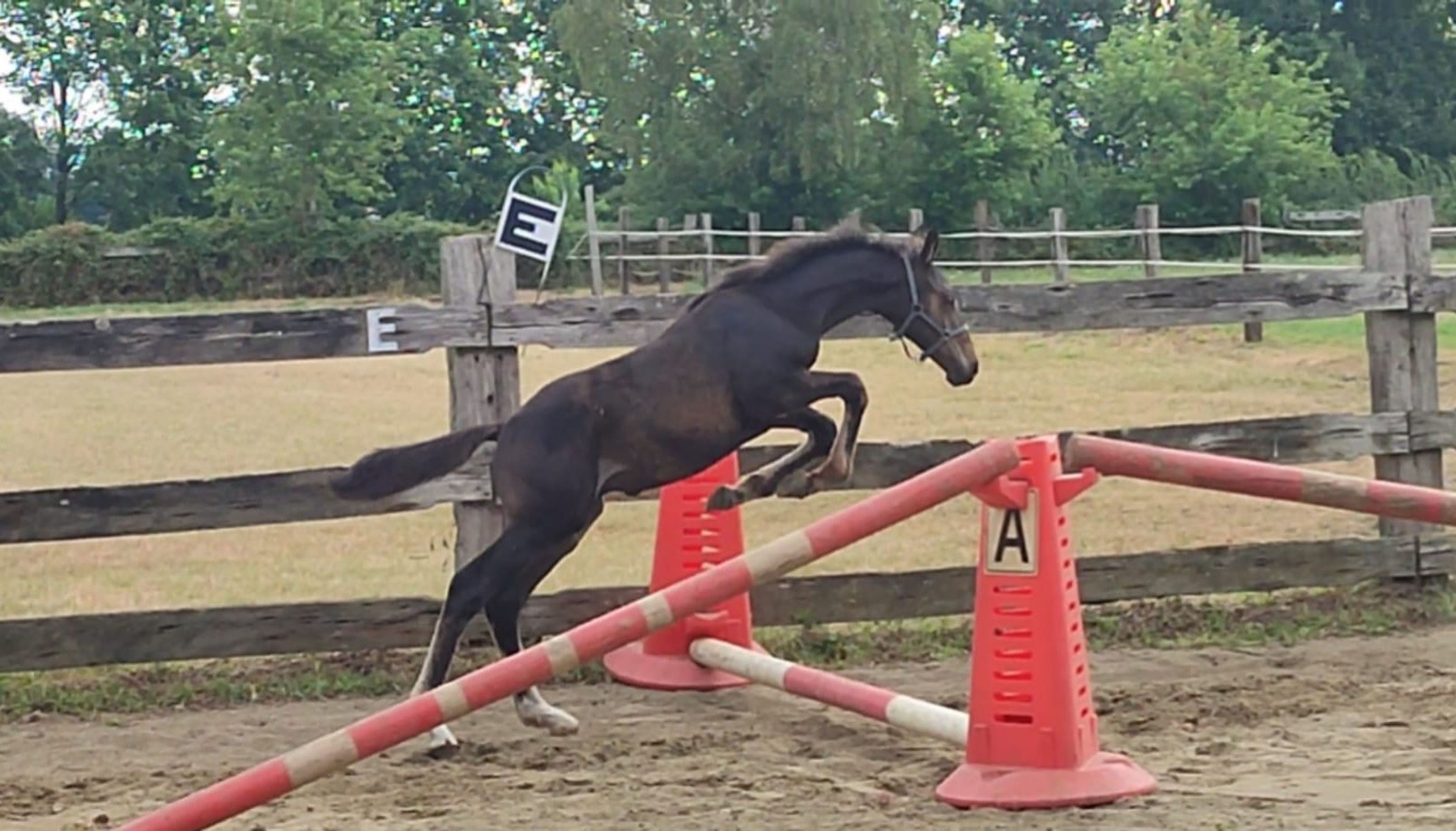 Duplantis van 't Stelenshof (OGANITTO SITTE x KING) - Image 3