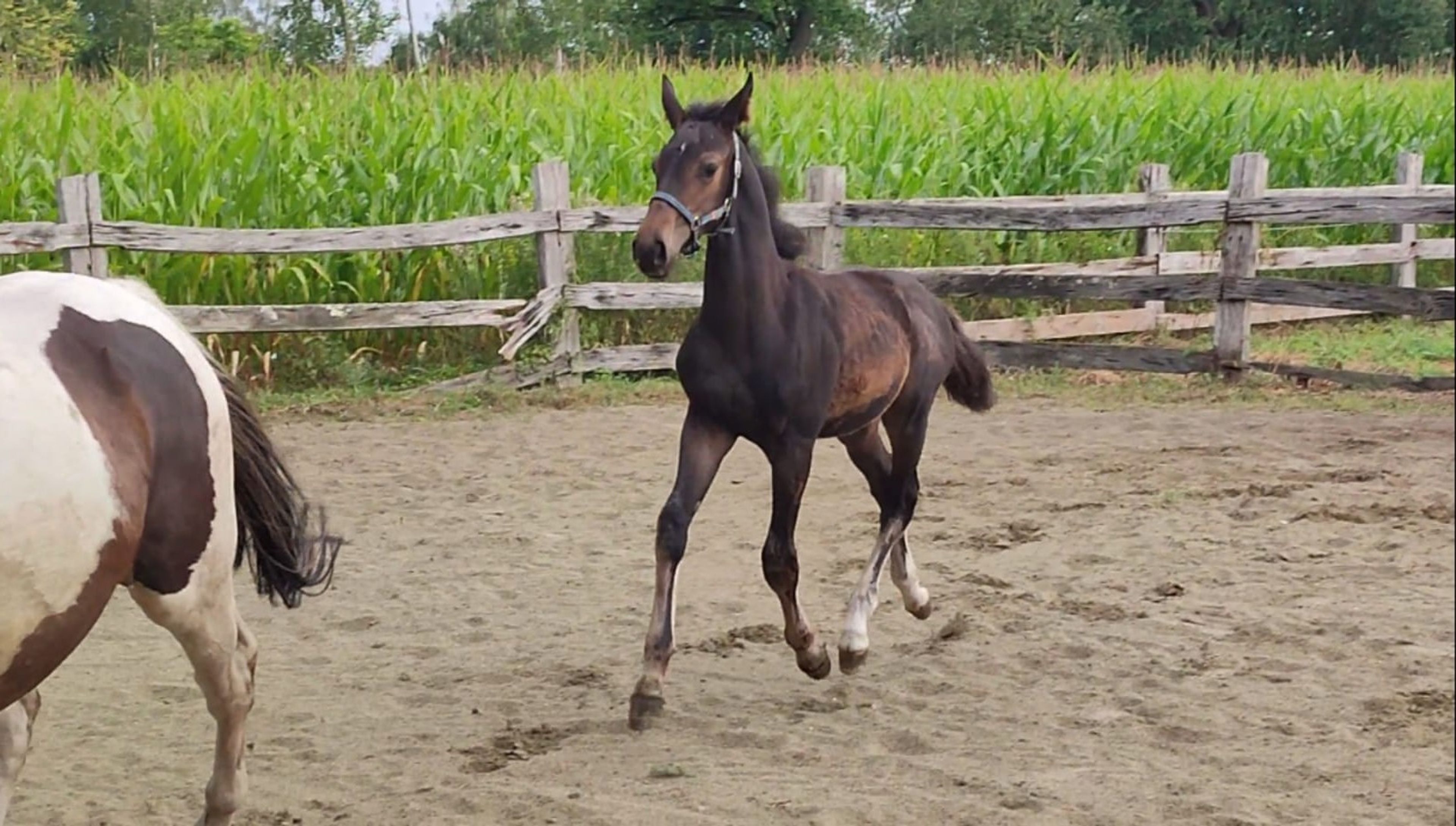 Duplantis van 't Stelenshof (OGANITTO SITTE x KING) - Image 8