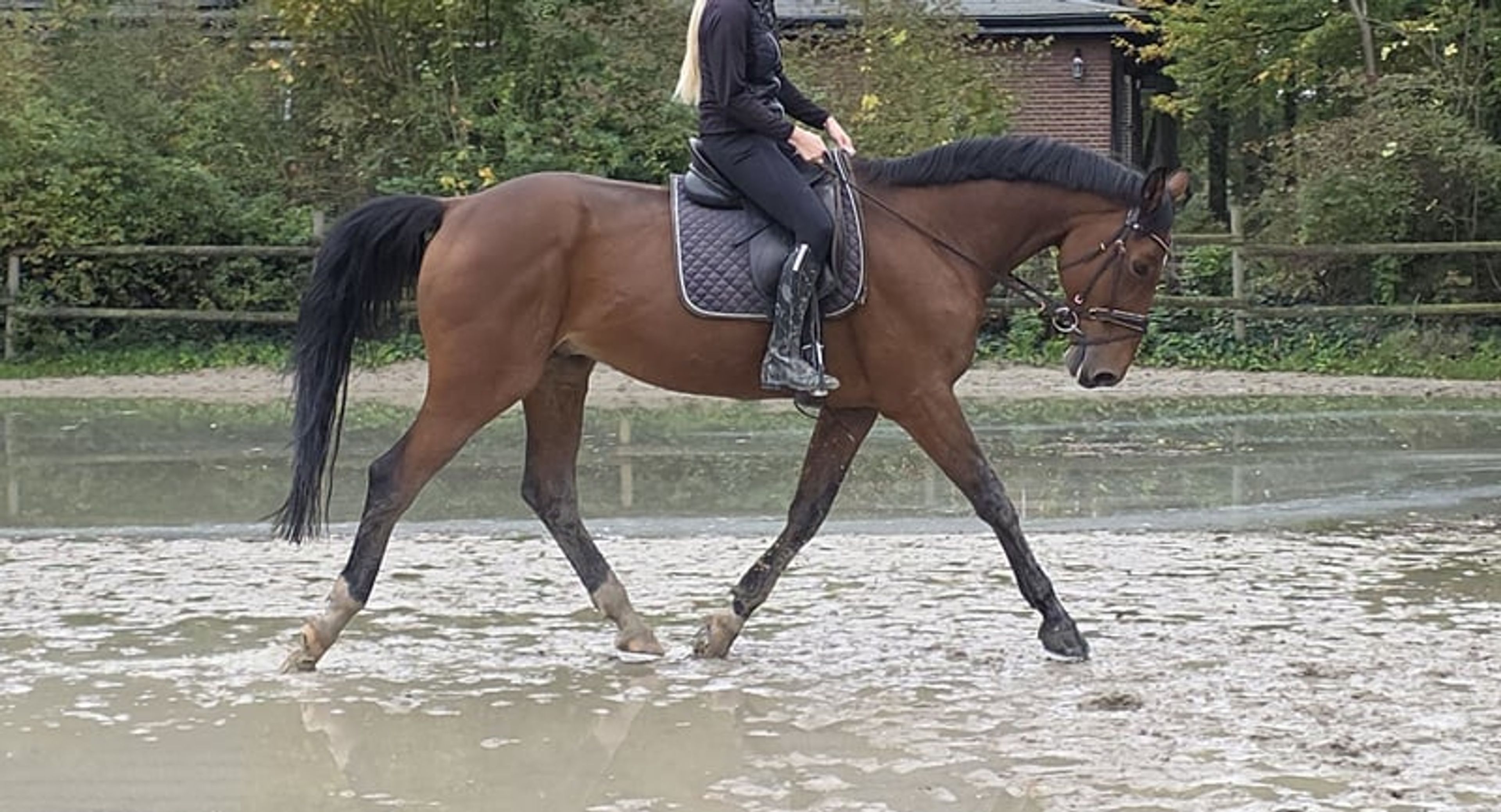 15-year-old schoolmaster for sale