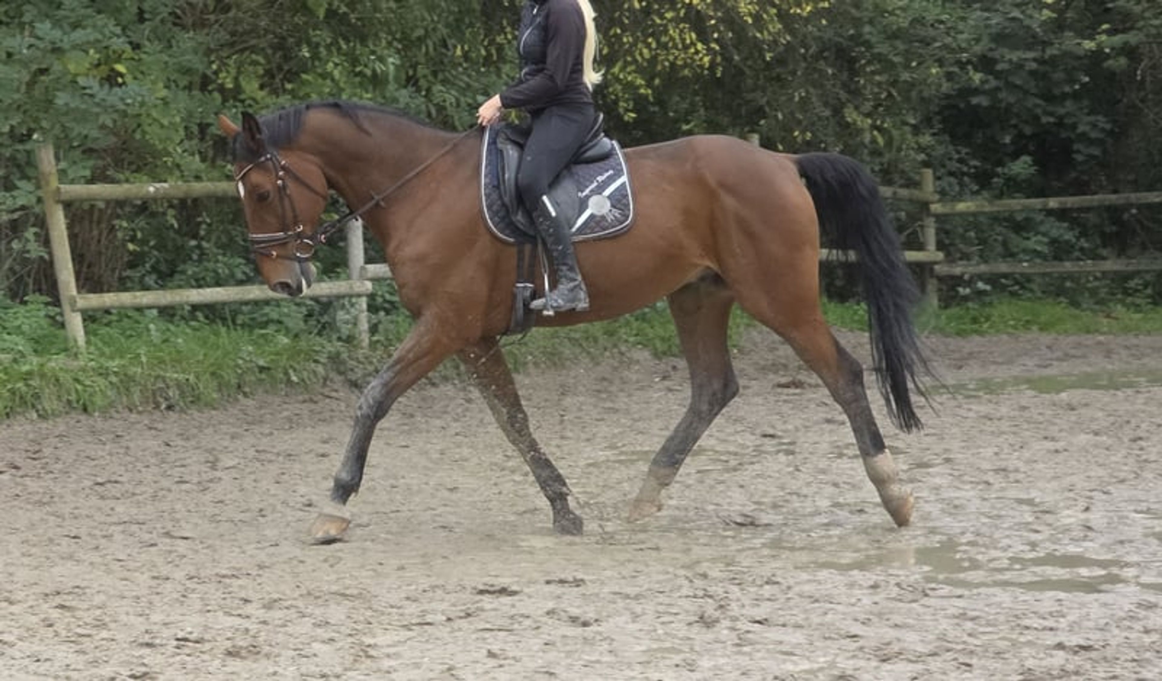 15-year-old schoolmaster for sale - Image 2