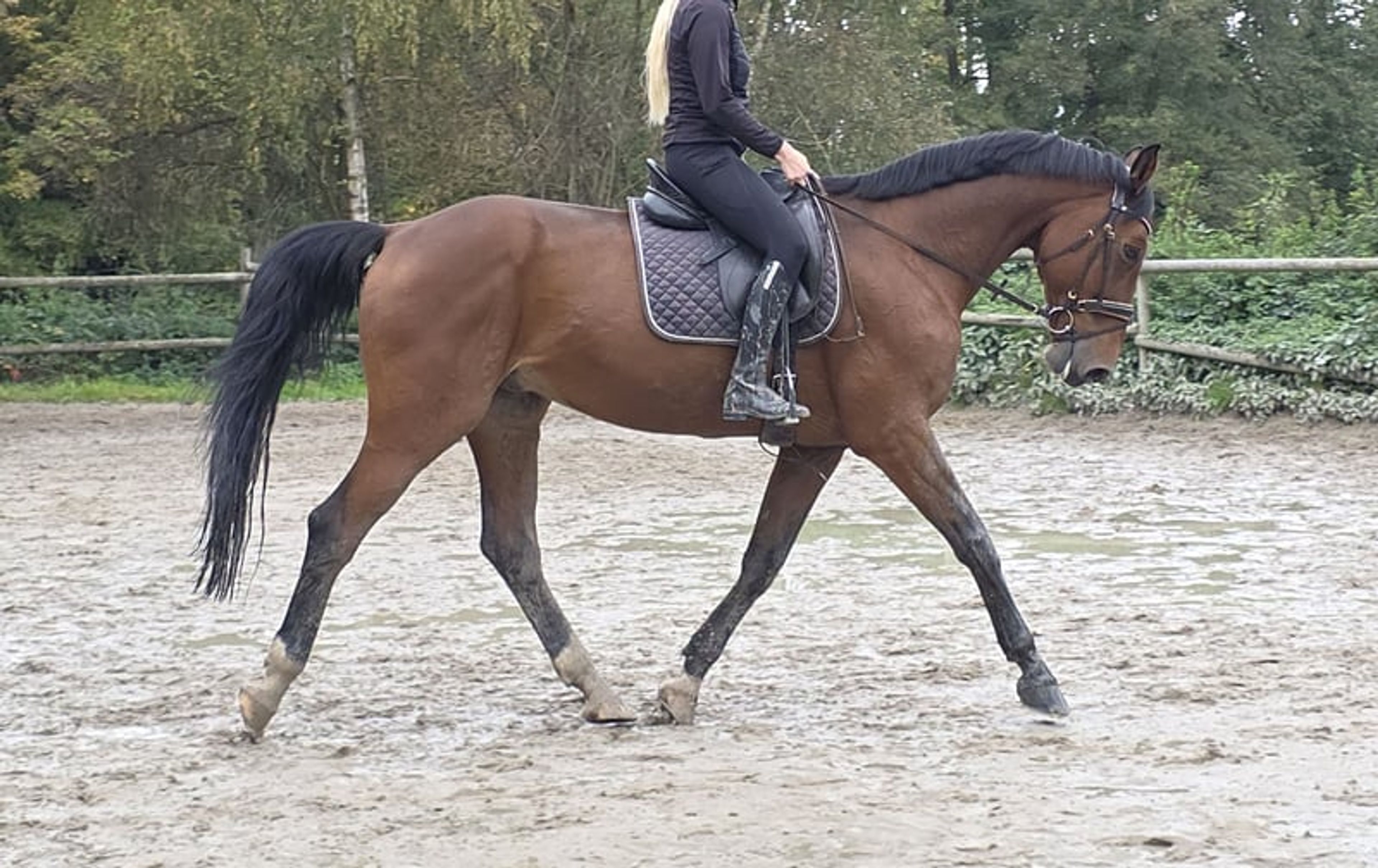 15-year-old schoolmaster for sale - Image 3