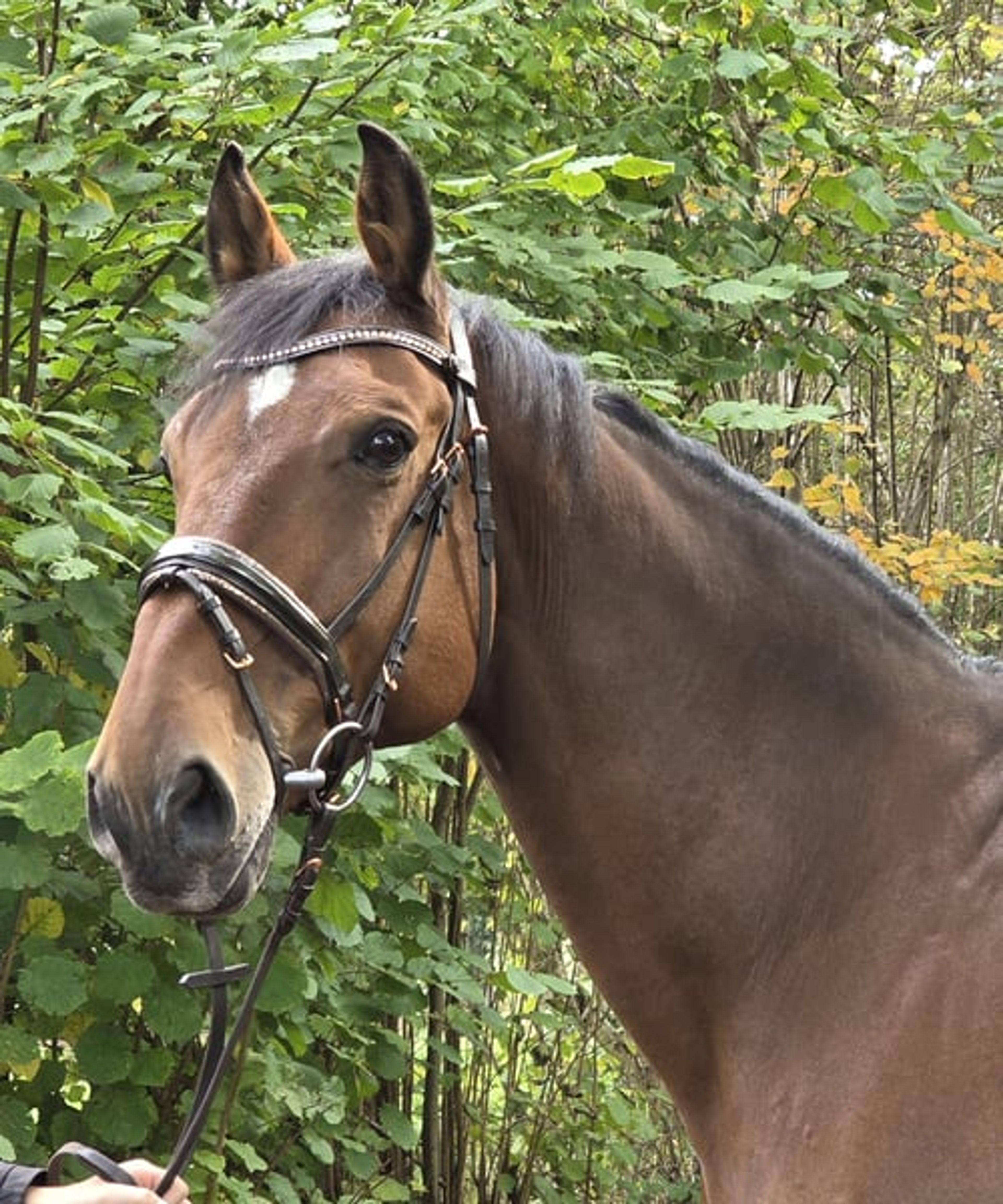 15-year-old schoolmaster for sale - Image 4