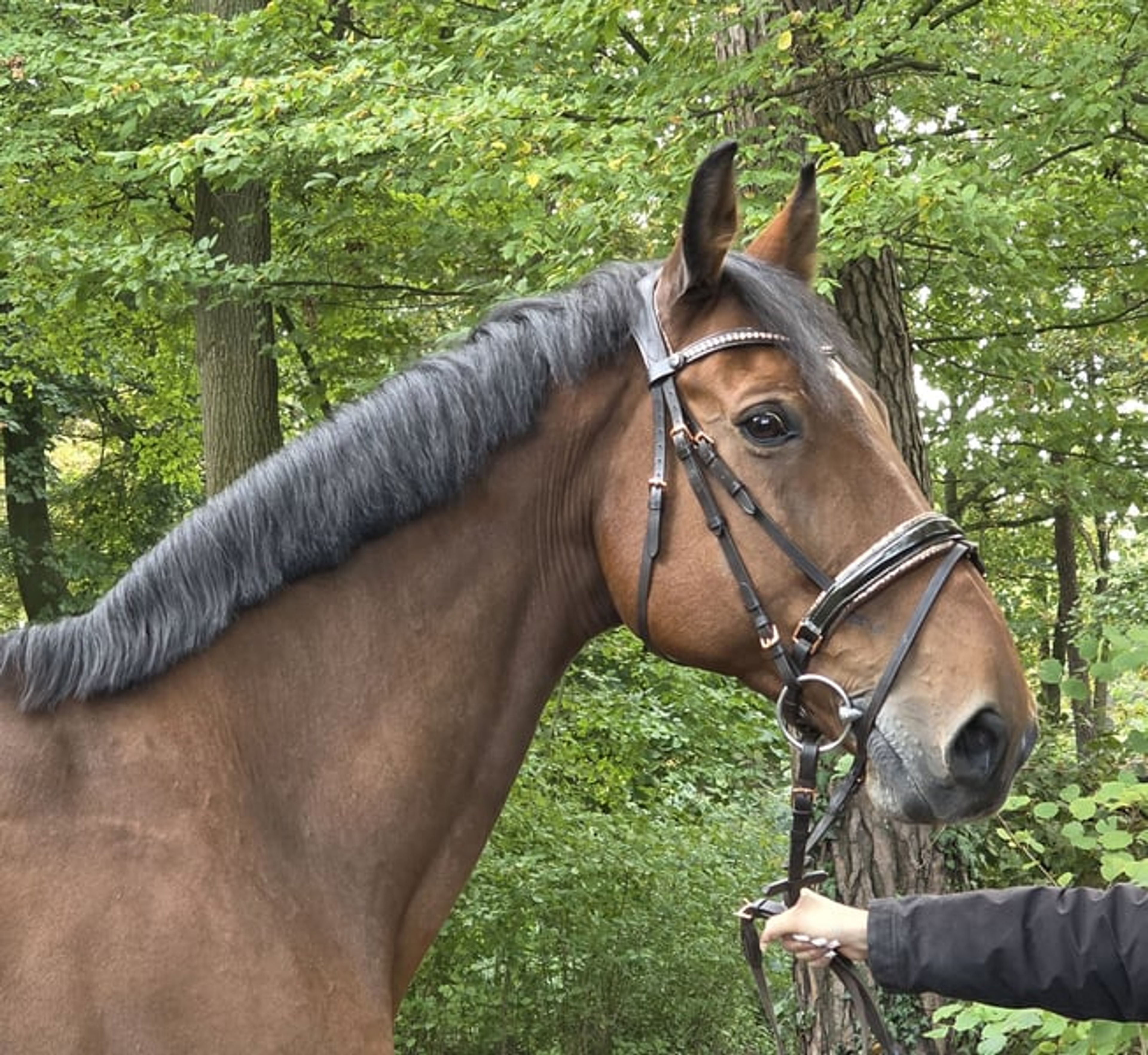 15-year-old schoolmaster for sale - Image 5