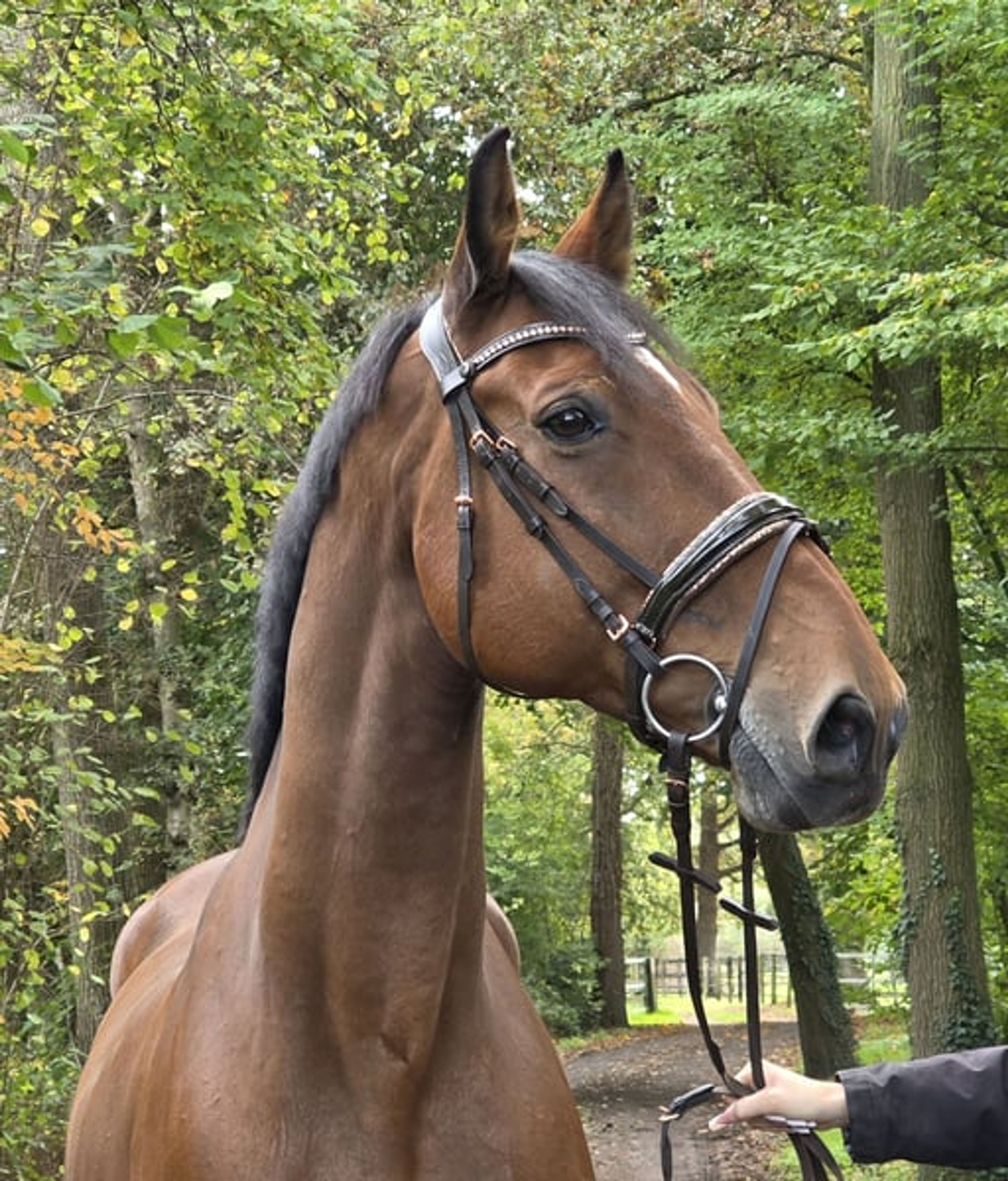 15-year-old schoolmaster for sale - Image 6