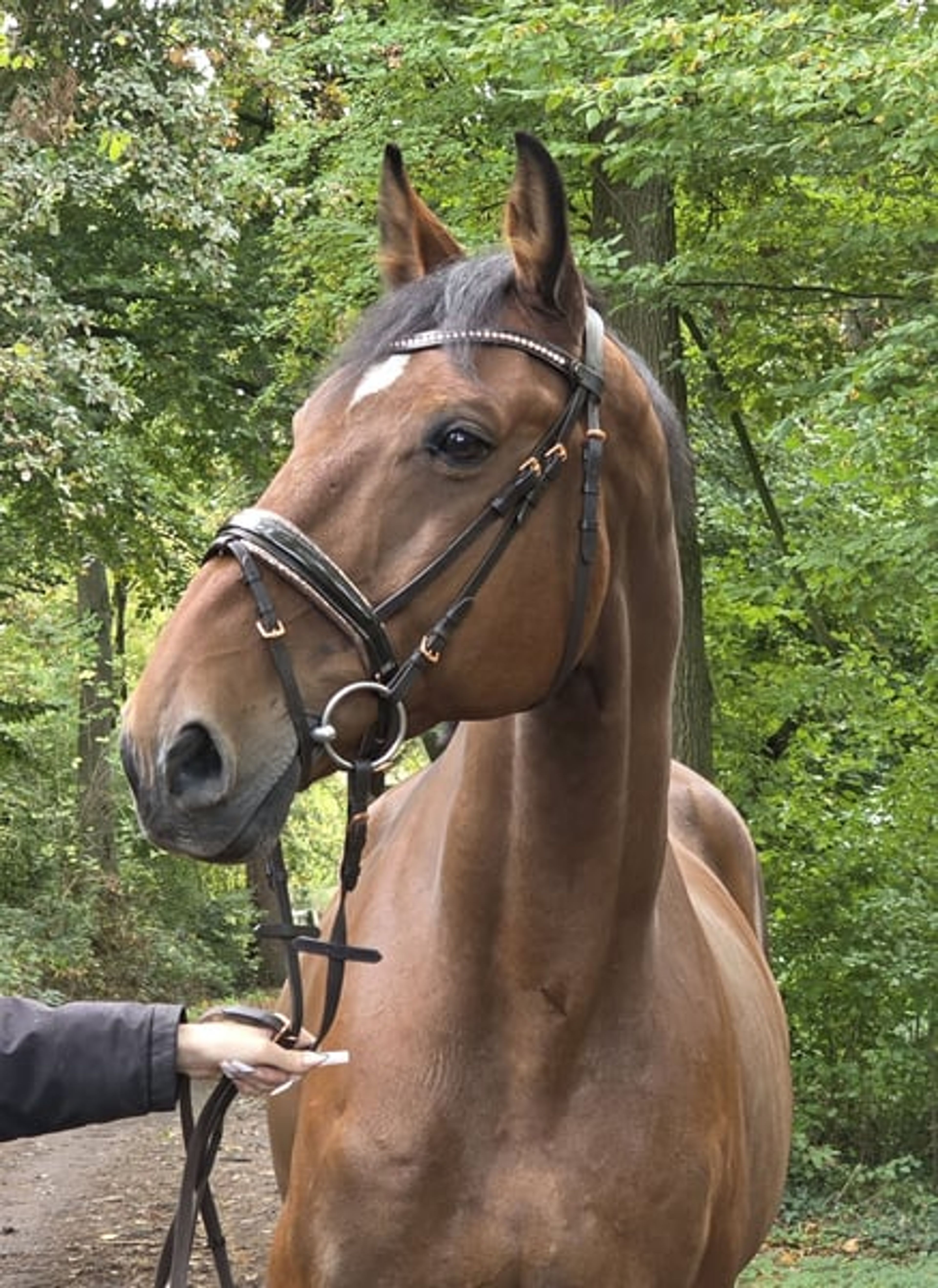 15-year-old schoolmaster for sale - Image 7