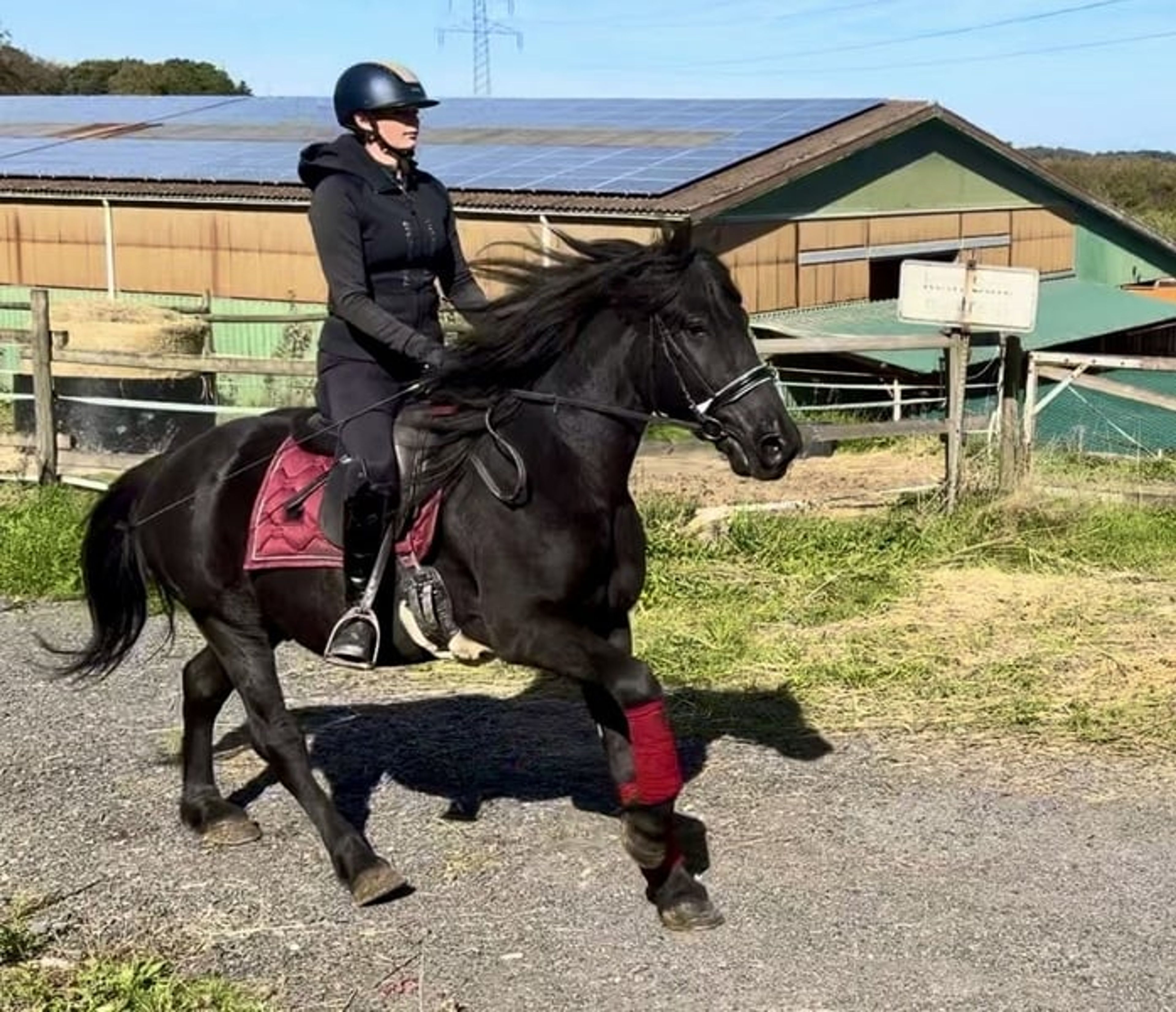 Beautiful black Friesian–Andalusian cross gelding