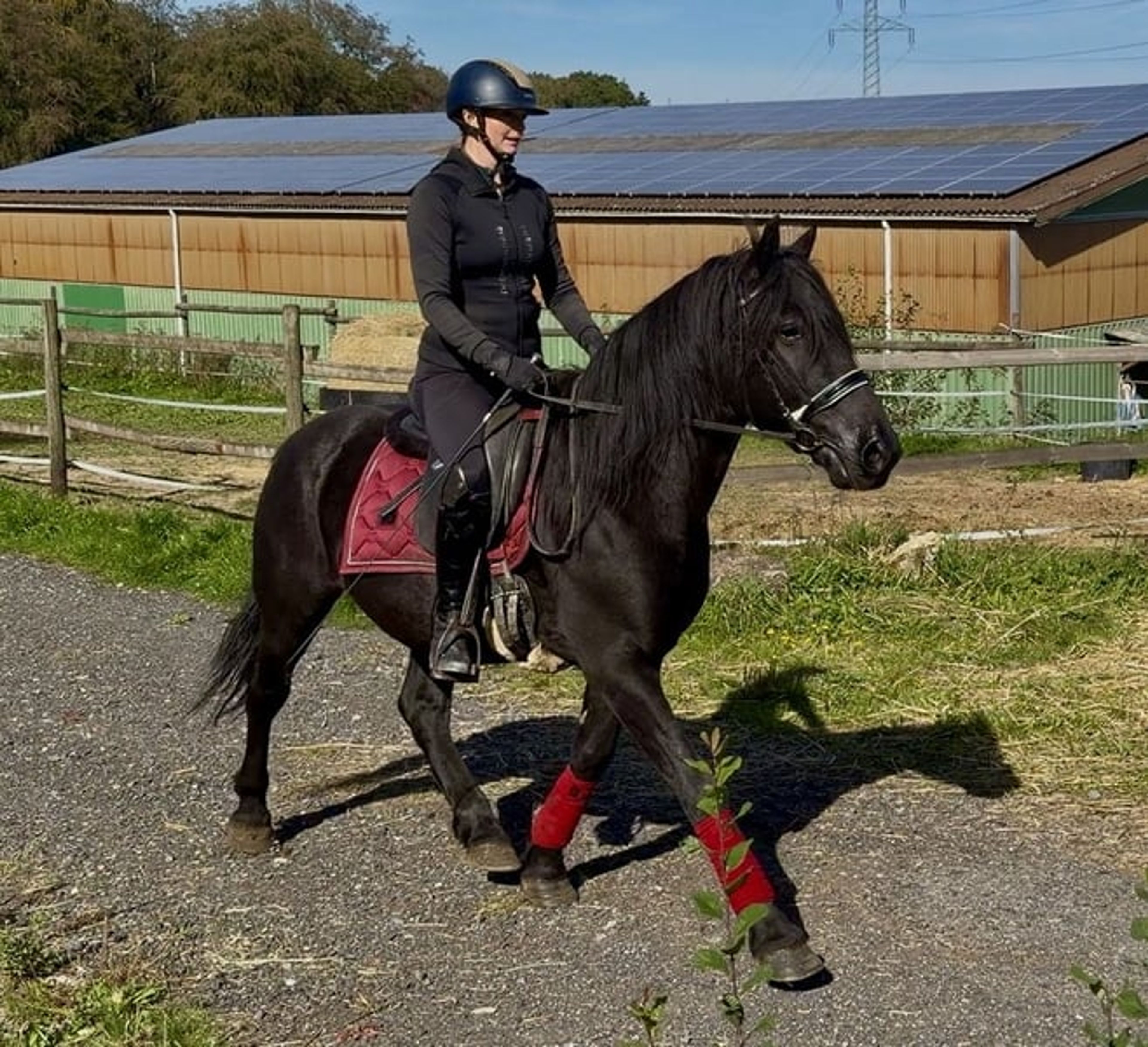 Beautiful black Friesian–Andalusian cross gelding - Image 2