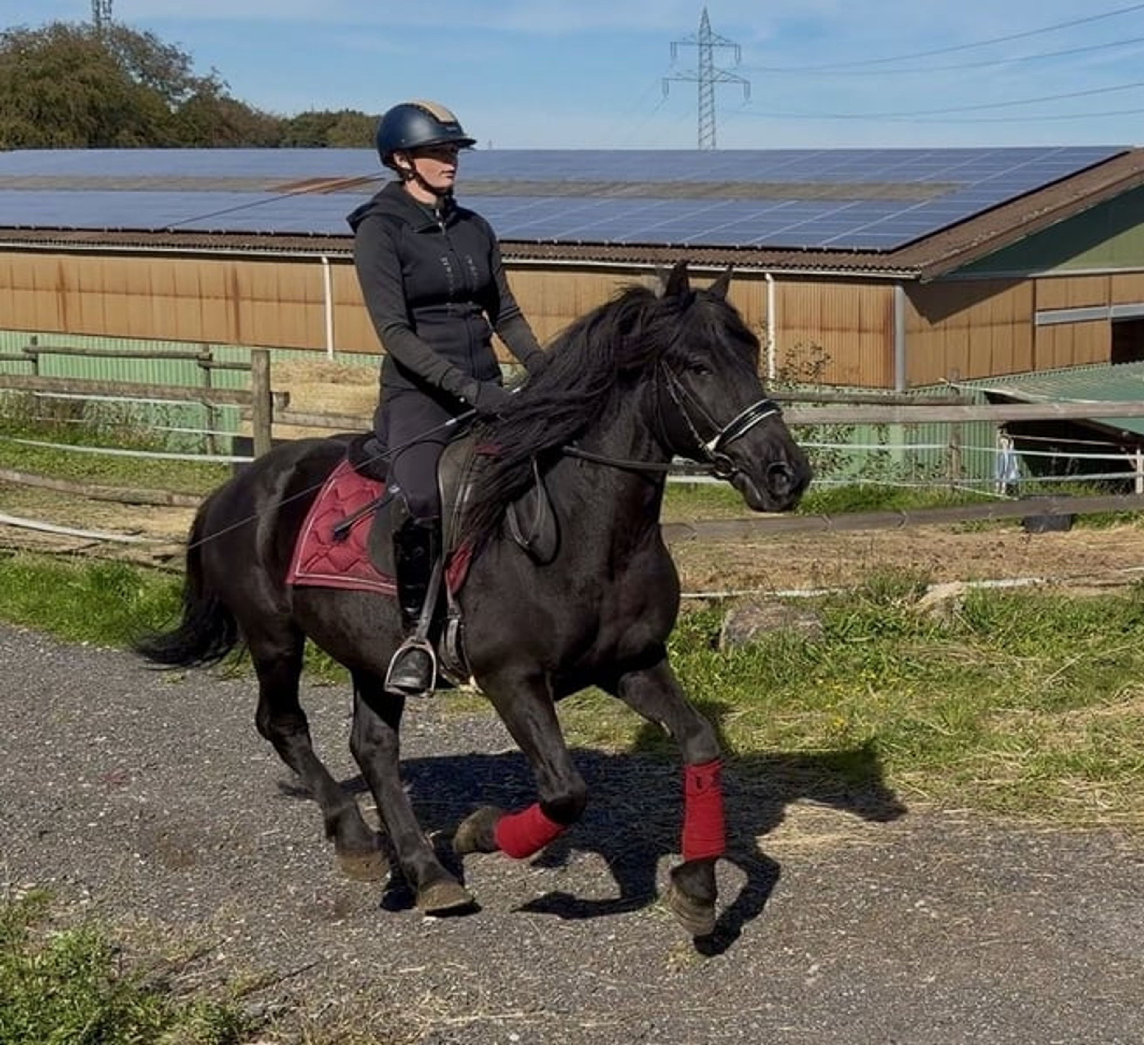 Beautiful black Friesian–Andalusian cross gelding - Image 3