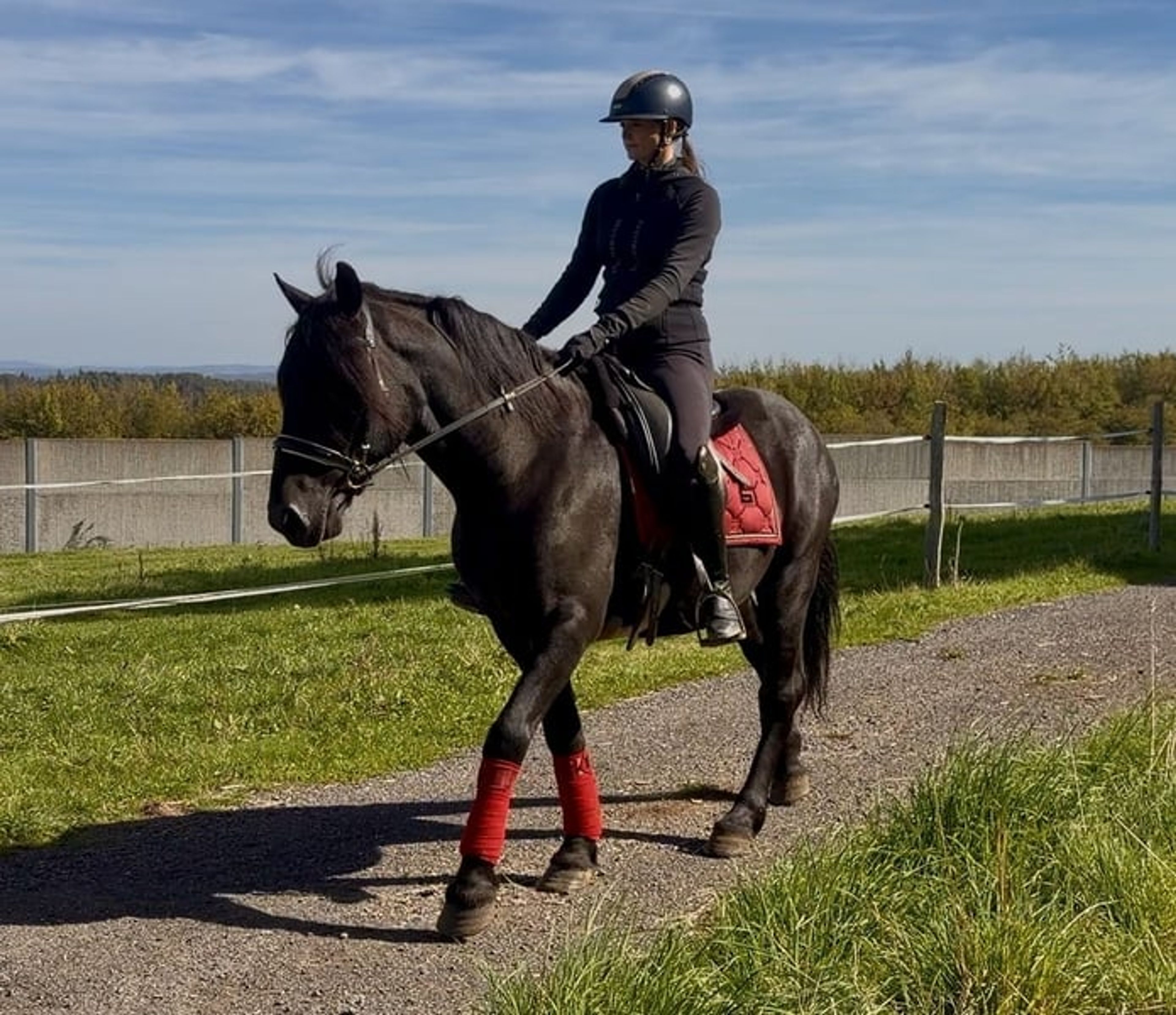 Beautiful black Friesian–Andalusian cross gelding - Image 4