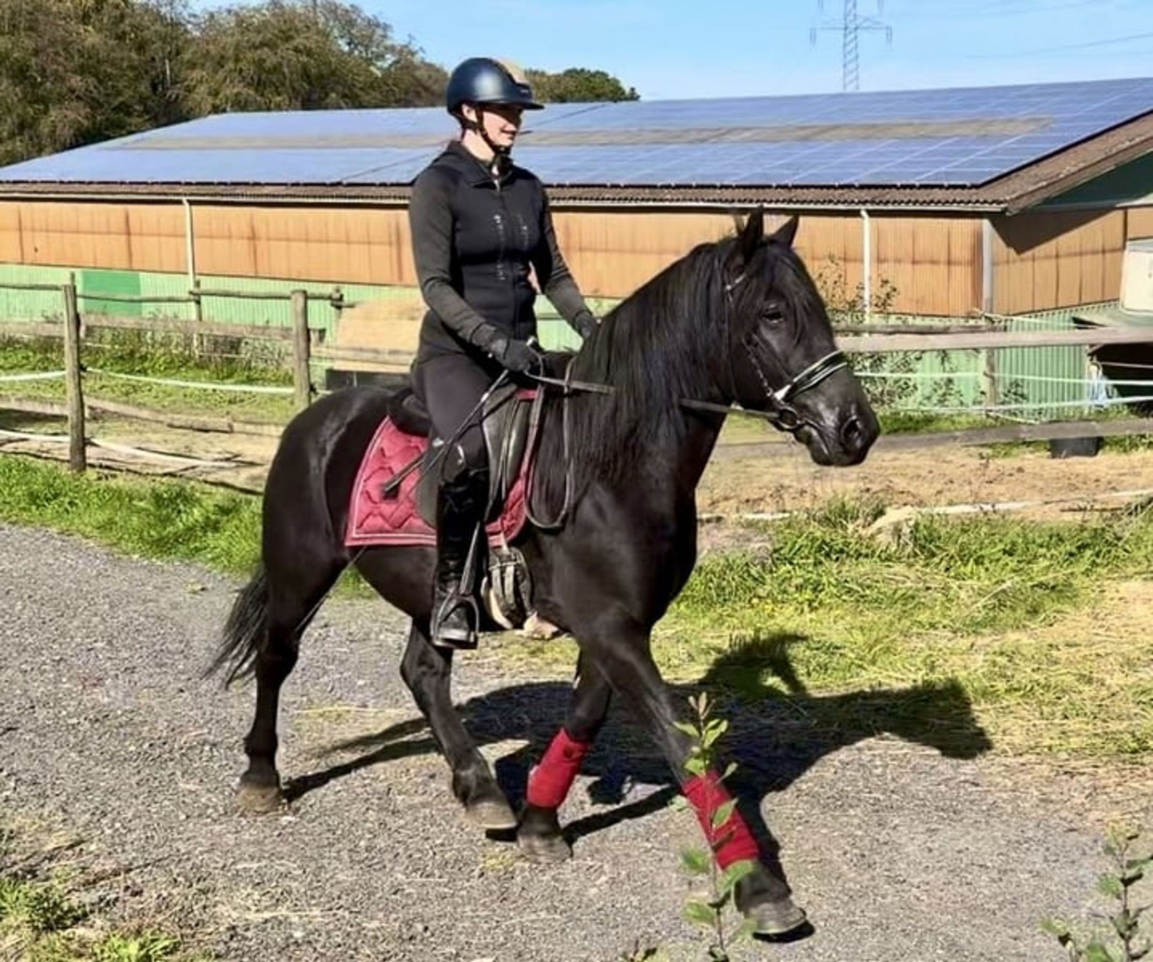 Beautiful black Friesian–Andalusian cross gelding - Image 5