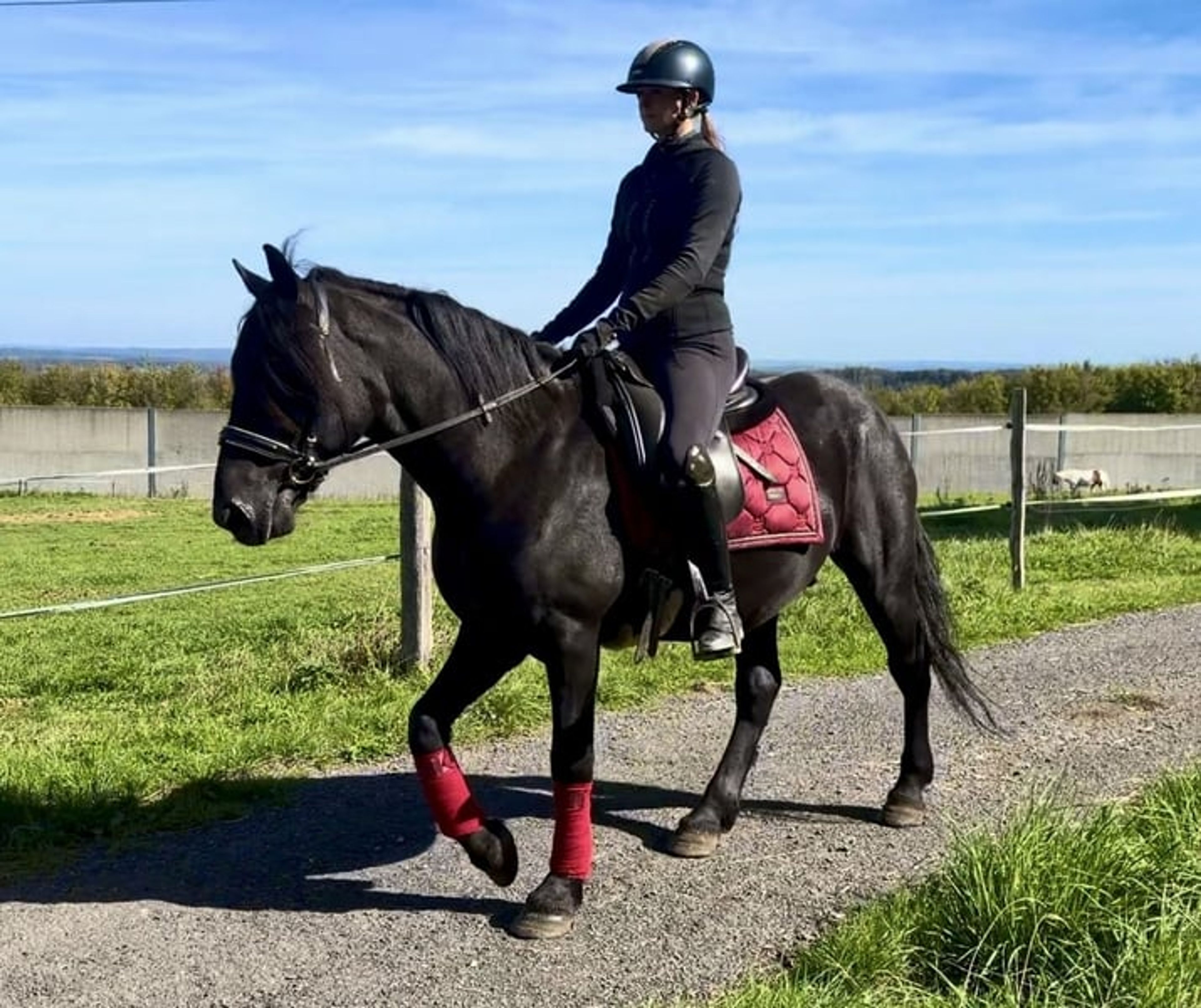 Beautiful black Friesian–Andalusian cross gelding - Image 6