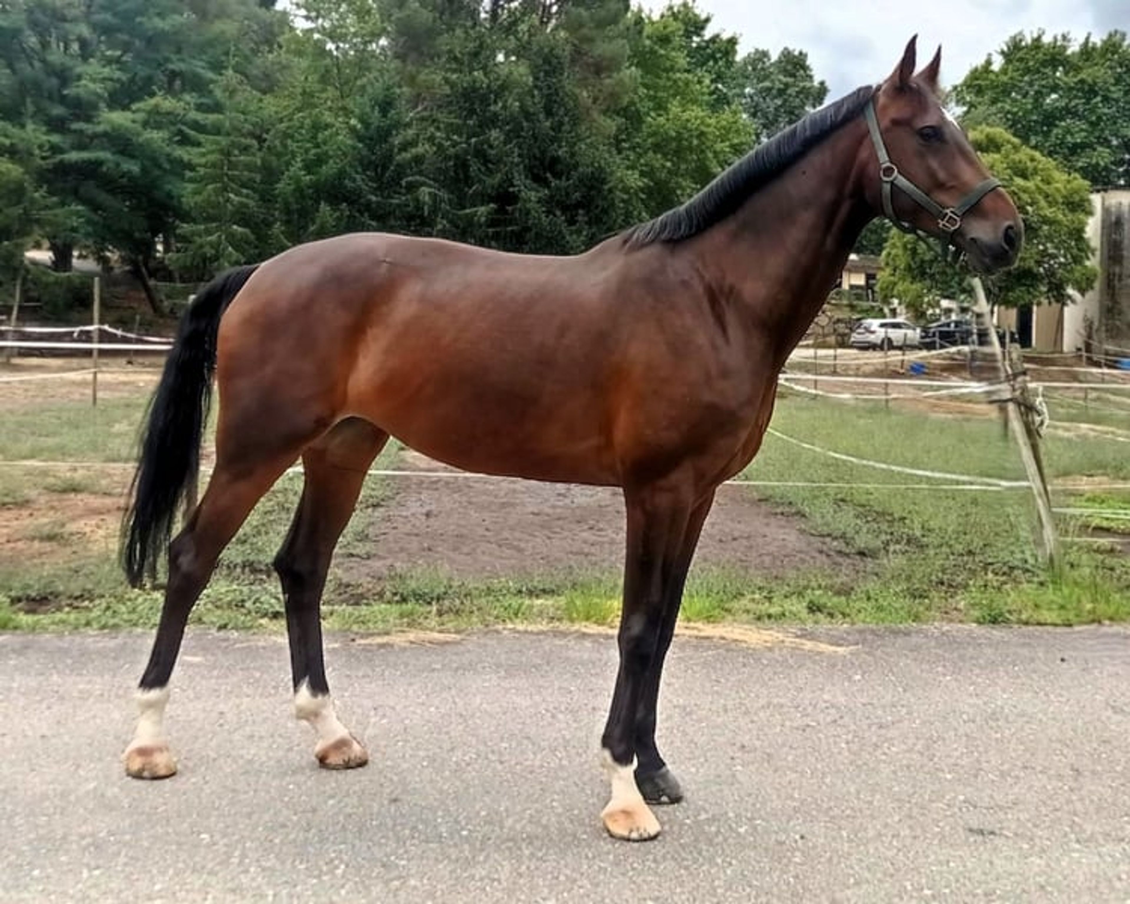 Alda de Siena FG