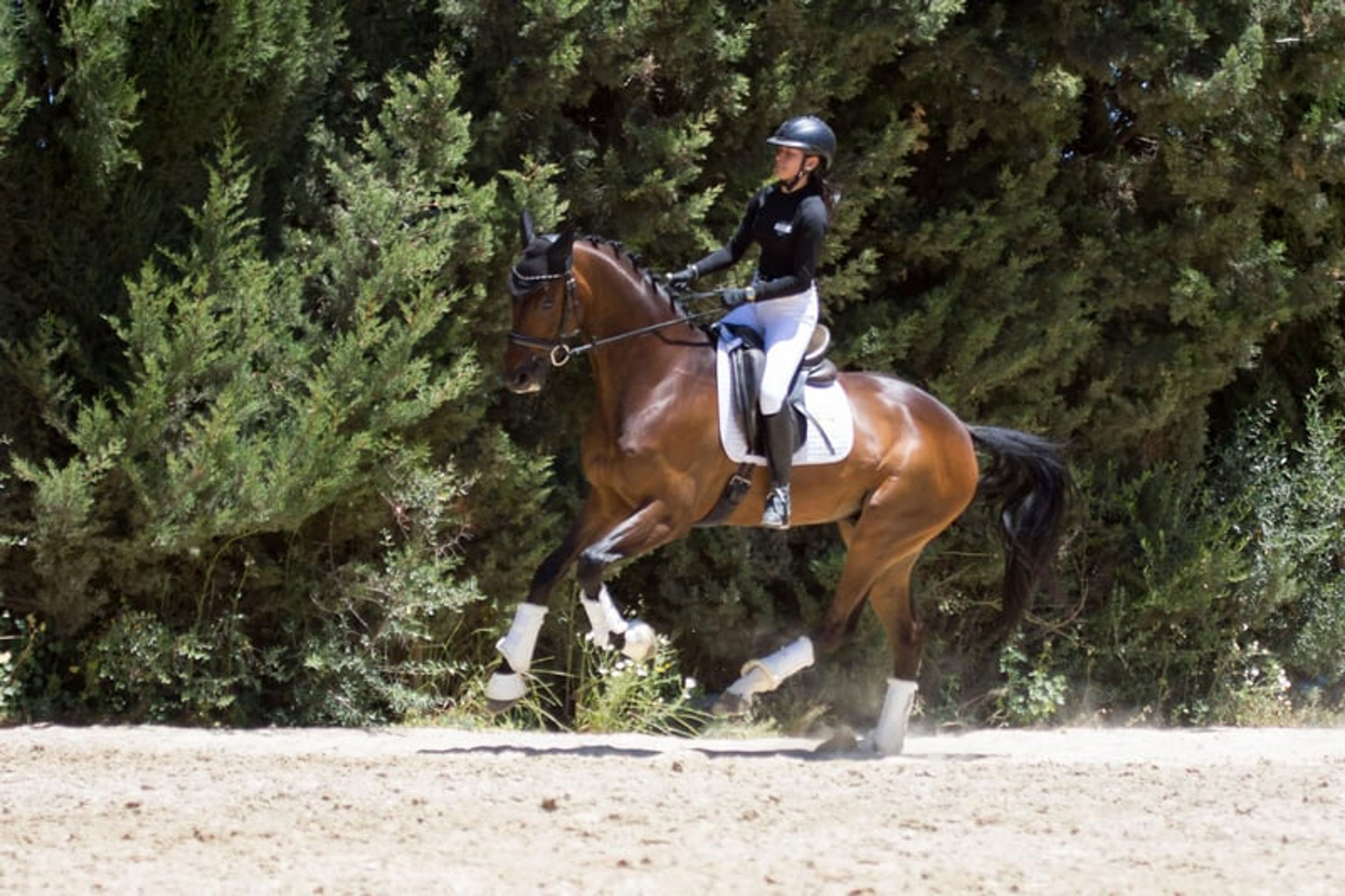 Talented Hanoverian gelding with an active hind leg