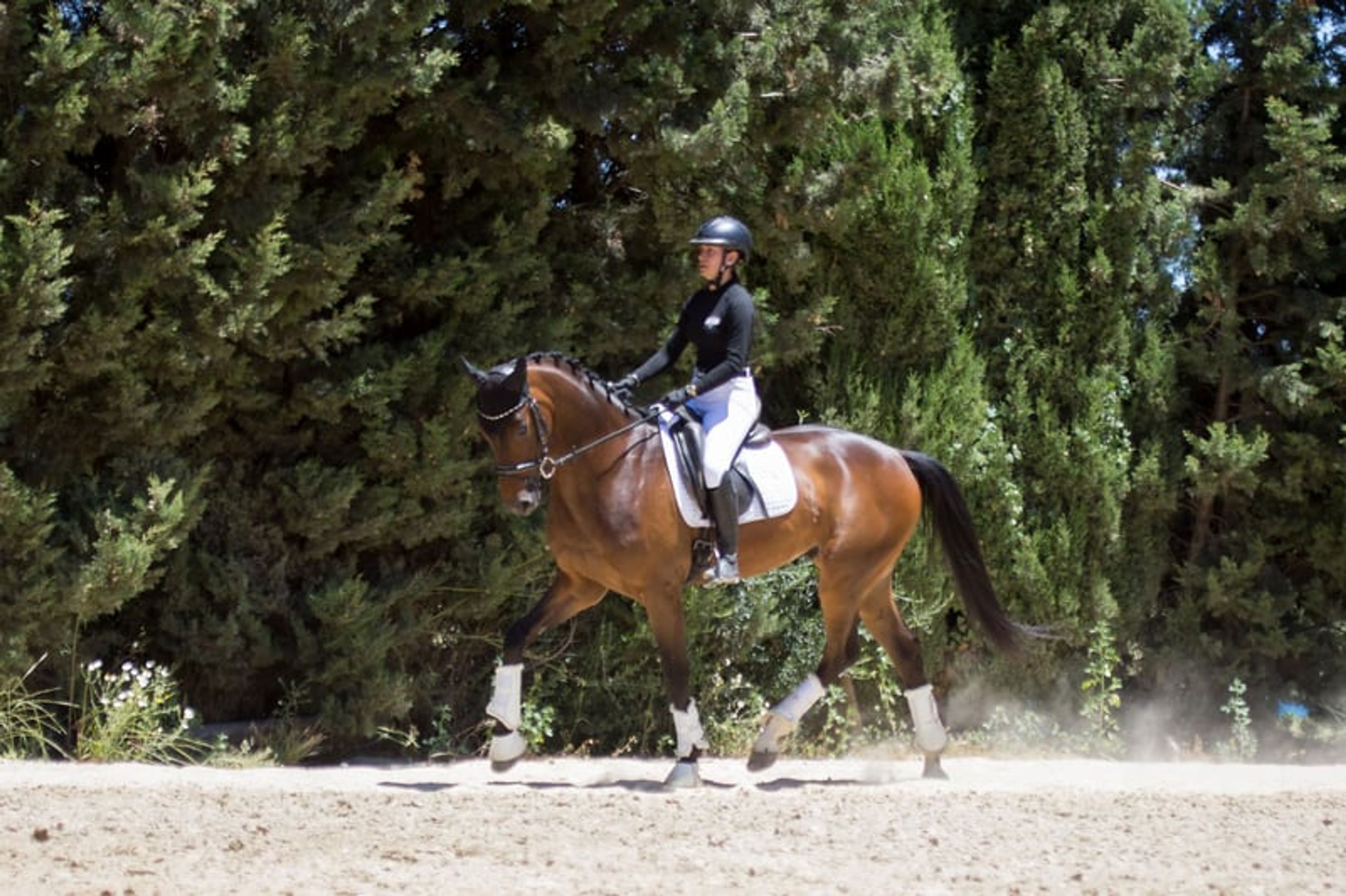 Talented Hanoverian gelding with an active hind leg - Image 2