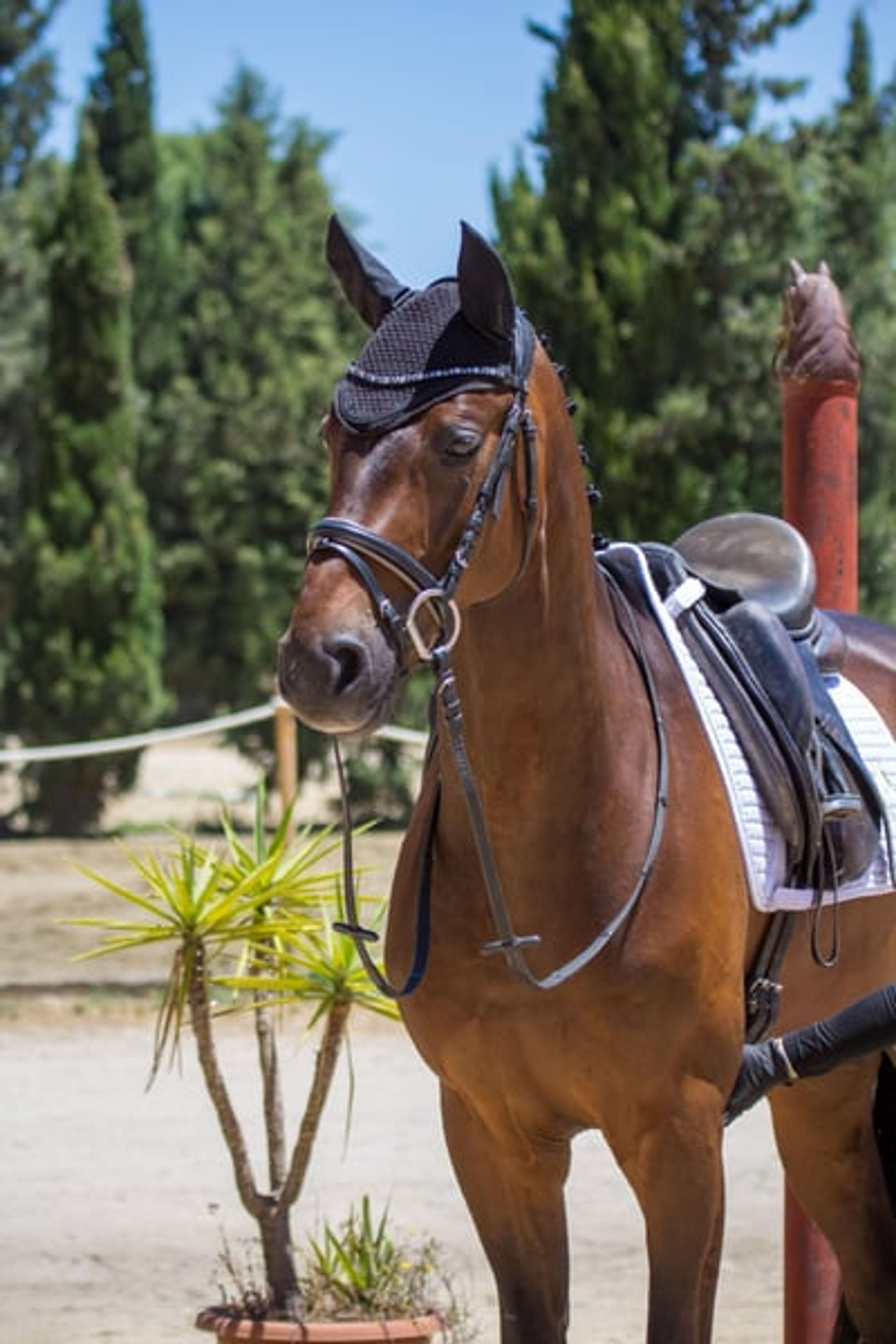 Talented Hanoverian gelding with an active hind leg - Image 3