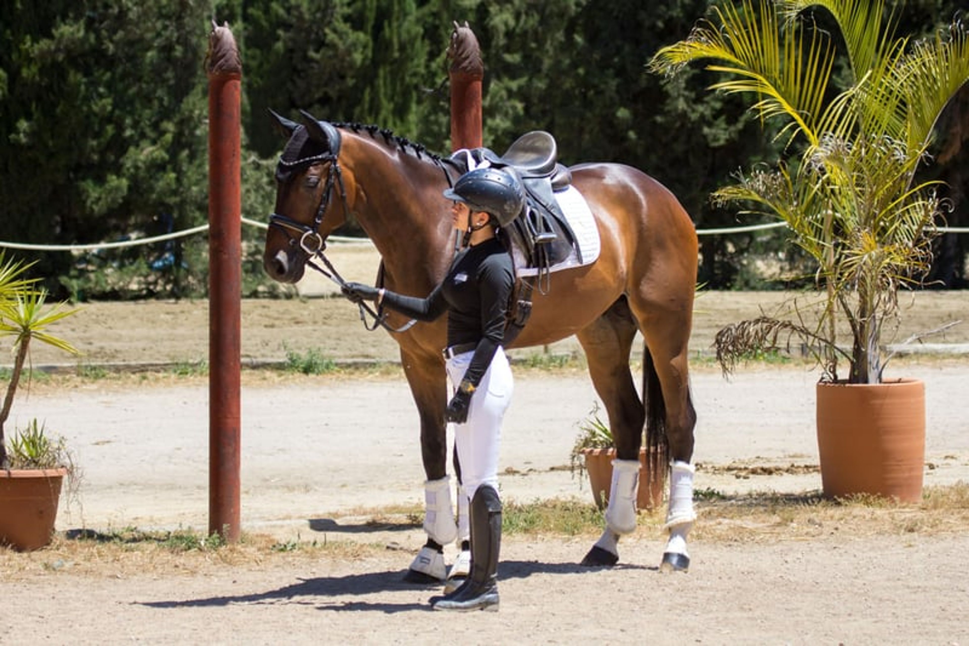 Talented Hanoverian gelding with an active hind leg - Image 4