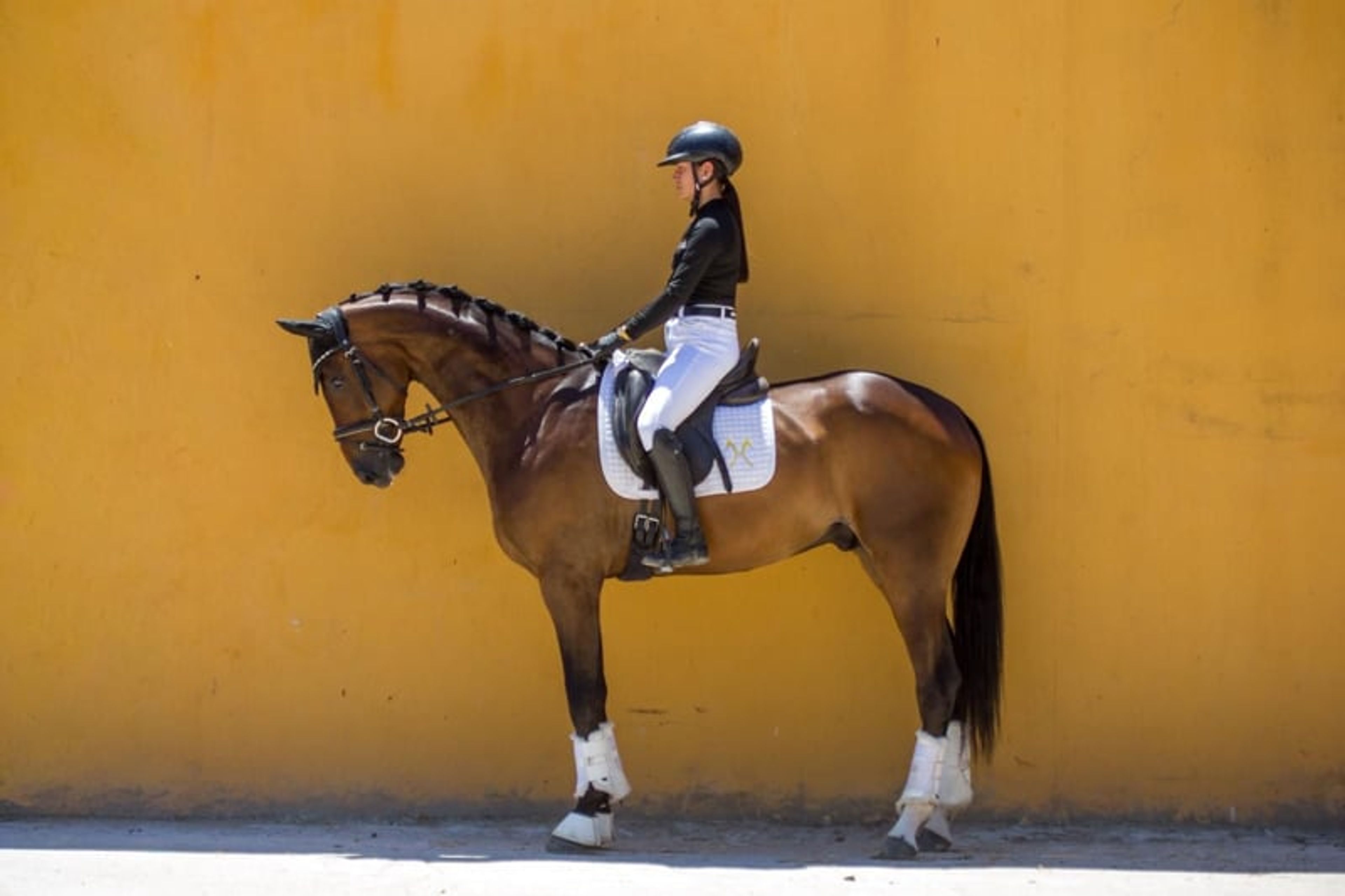 Talented Hanoverian gelding with an active hind leg - Image 5