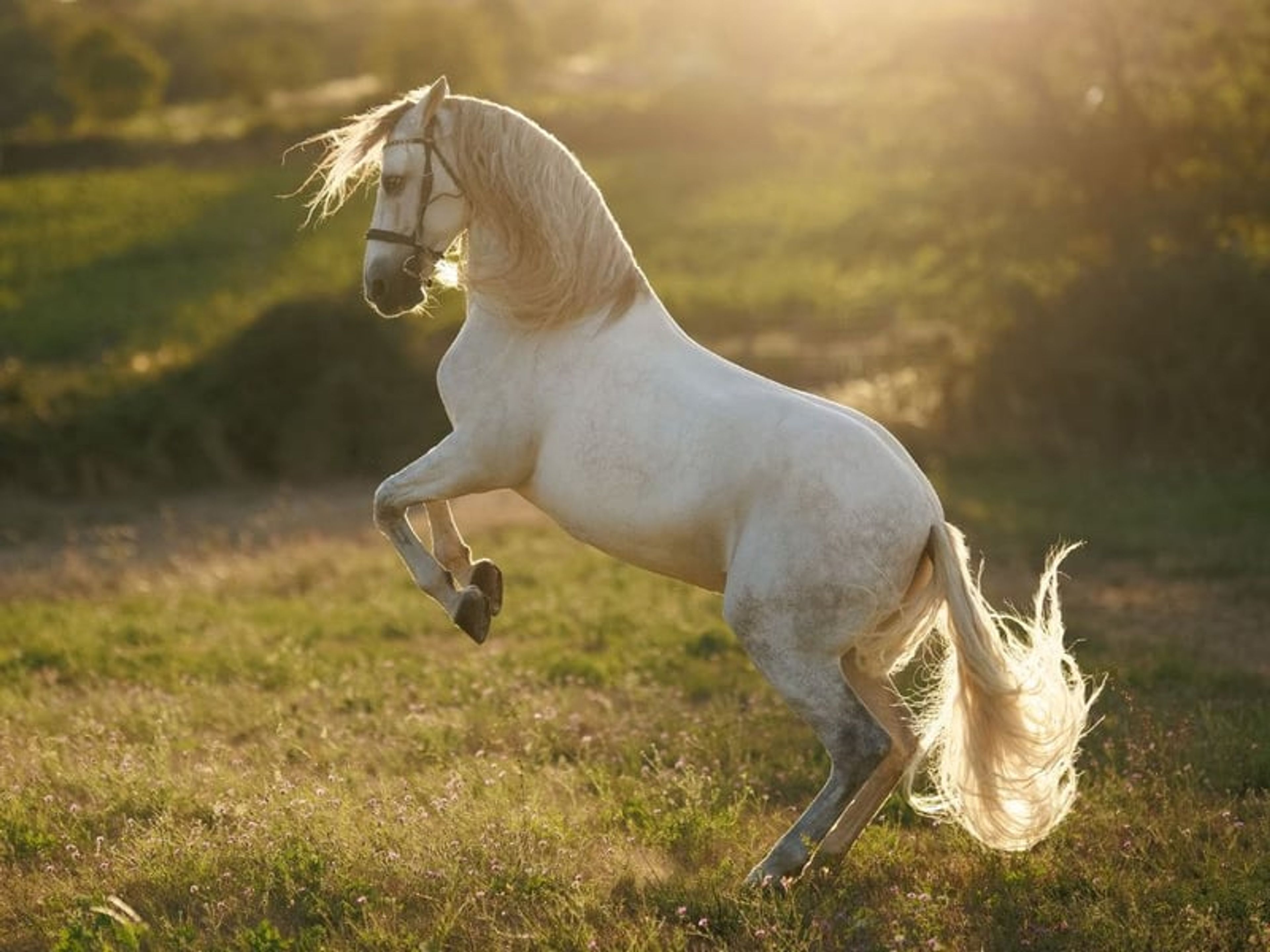 04167. Gelding PRE with an excellent temperament for sale. - Image 1