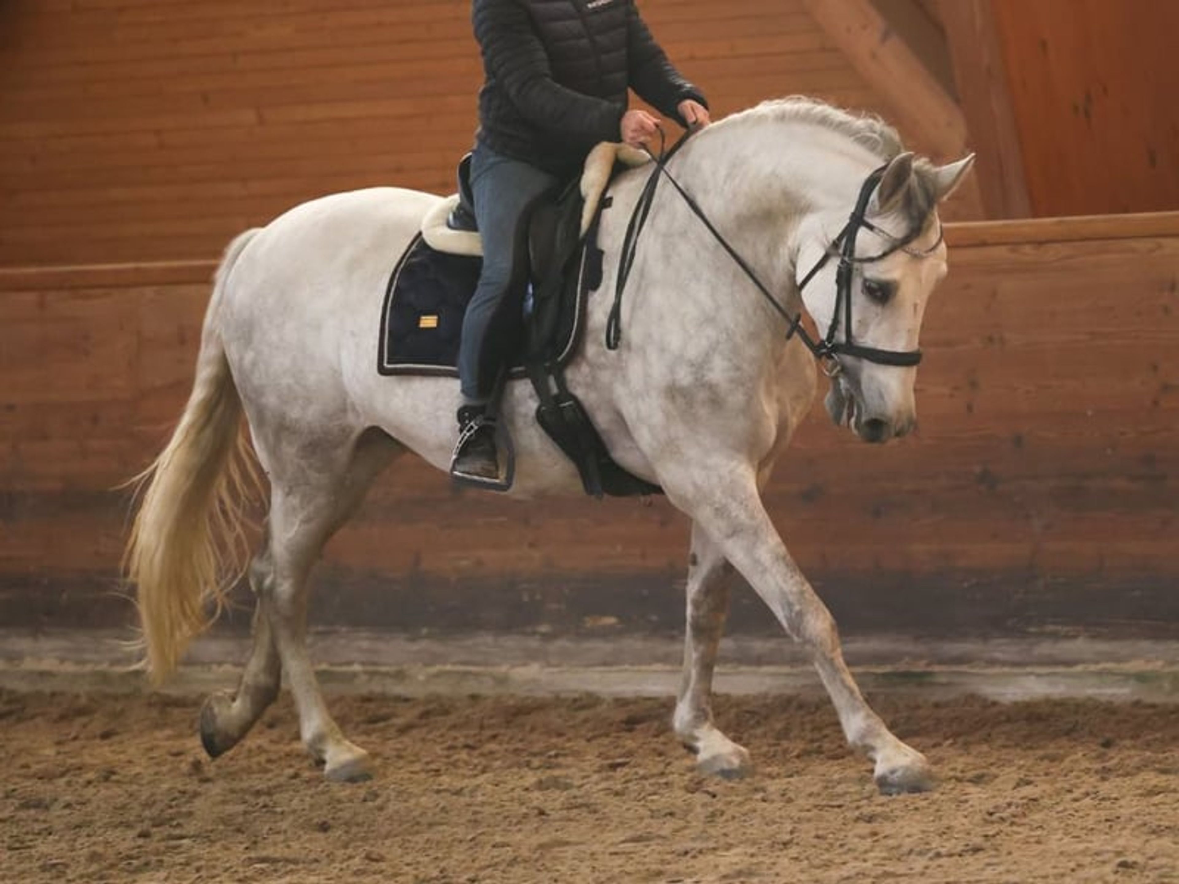 04167. Gelding PRE with an excellent temperament for sale. - Image 2