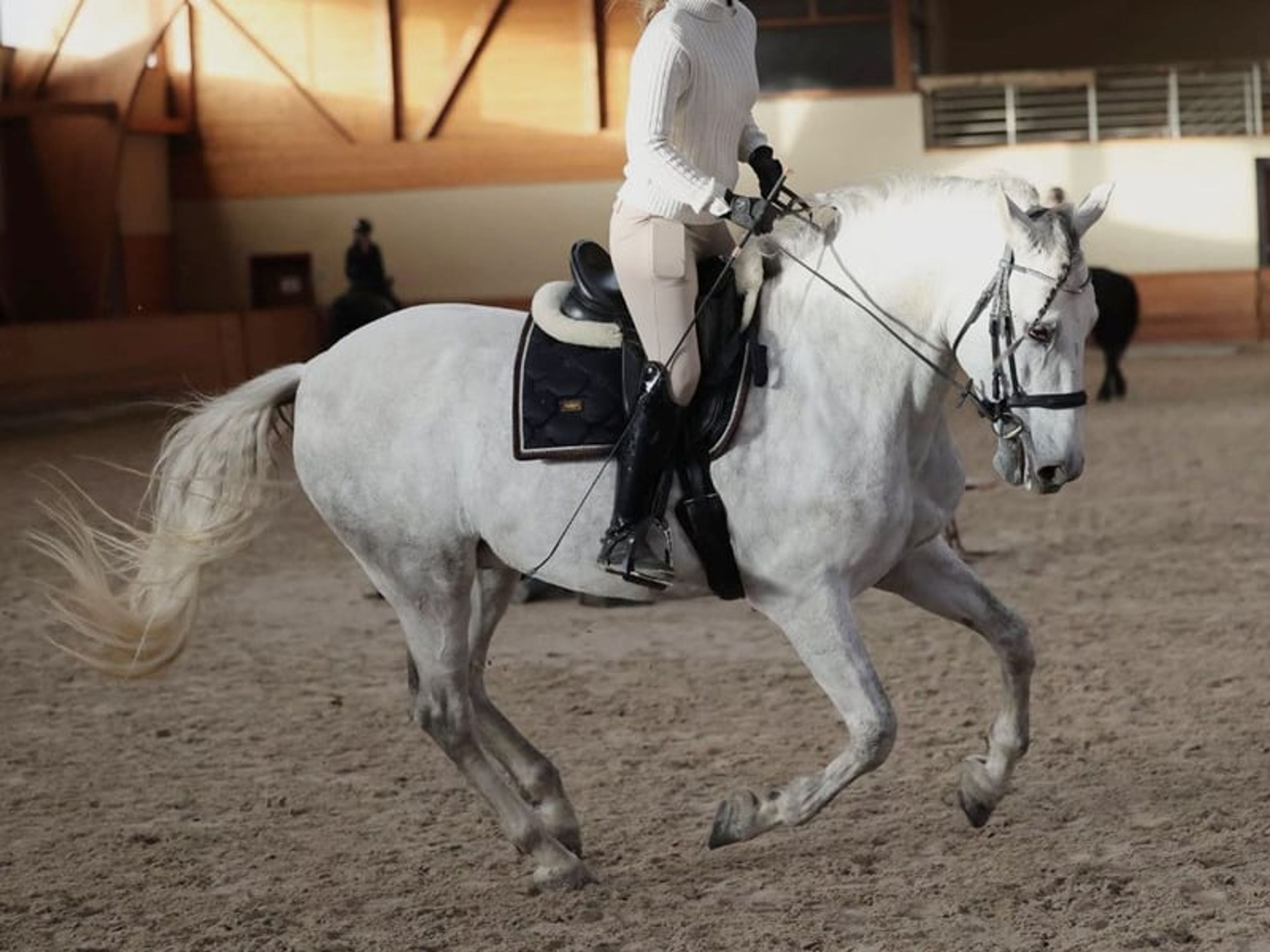 04167. Gelding PRE with an excellent temperament for sale. - Image 3