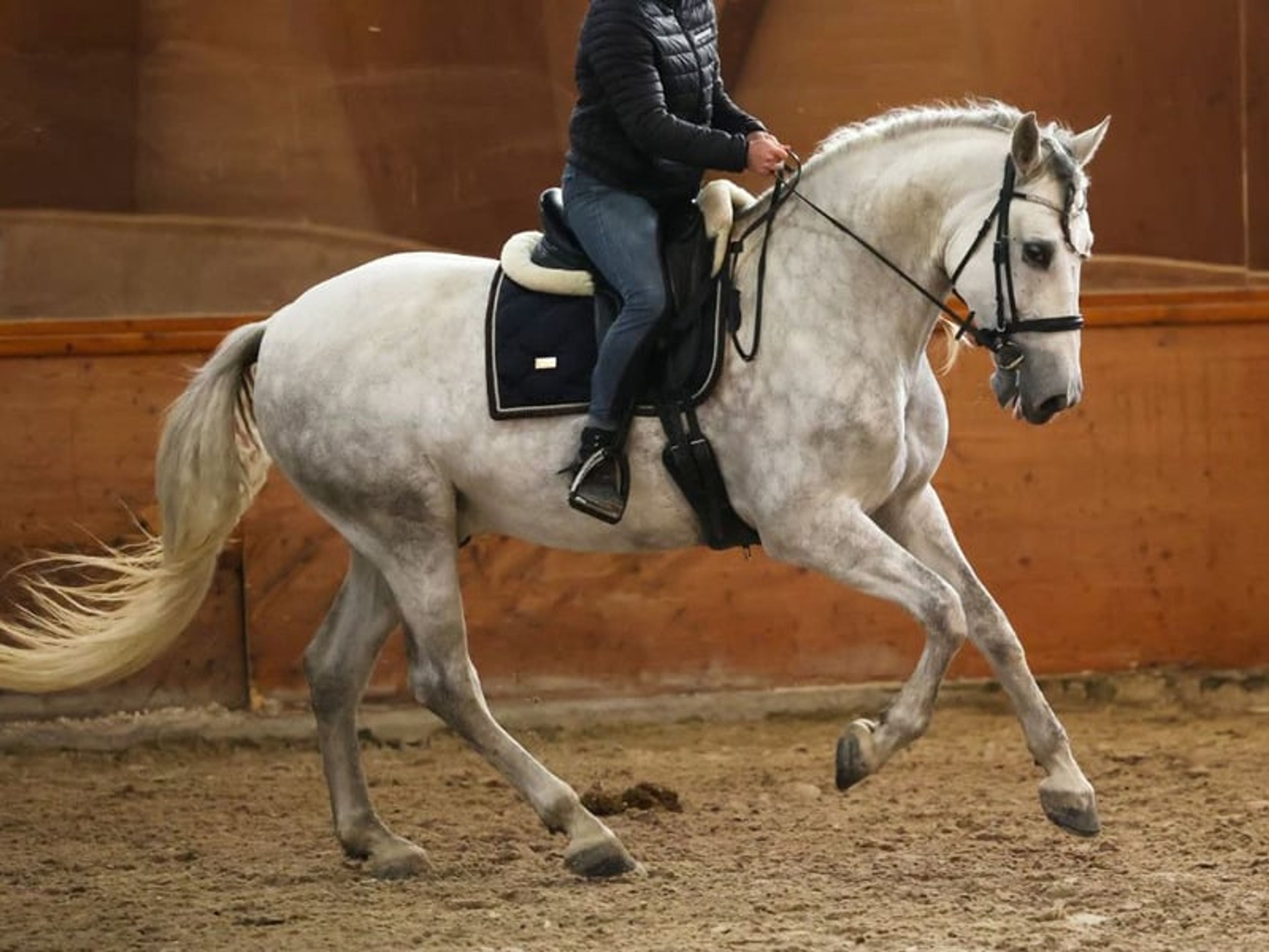 04167. Gelding PRE with an excellent temperament for sale. - Image 4