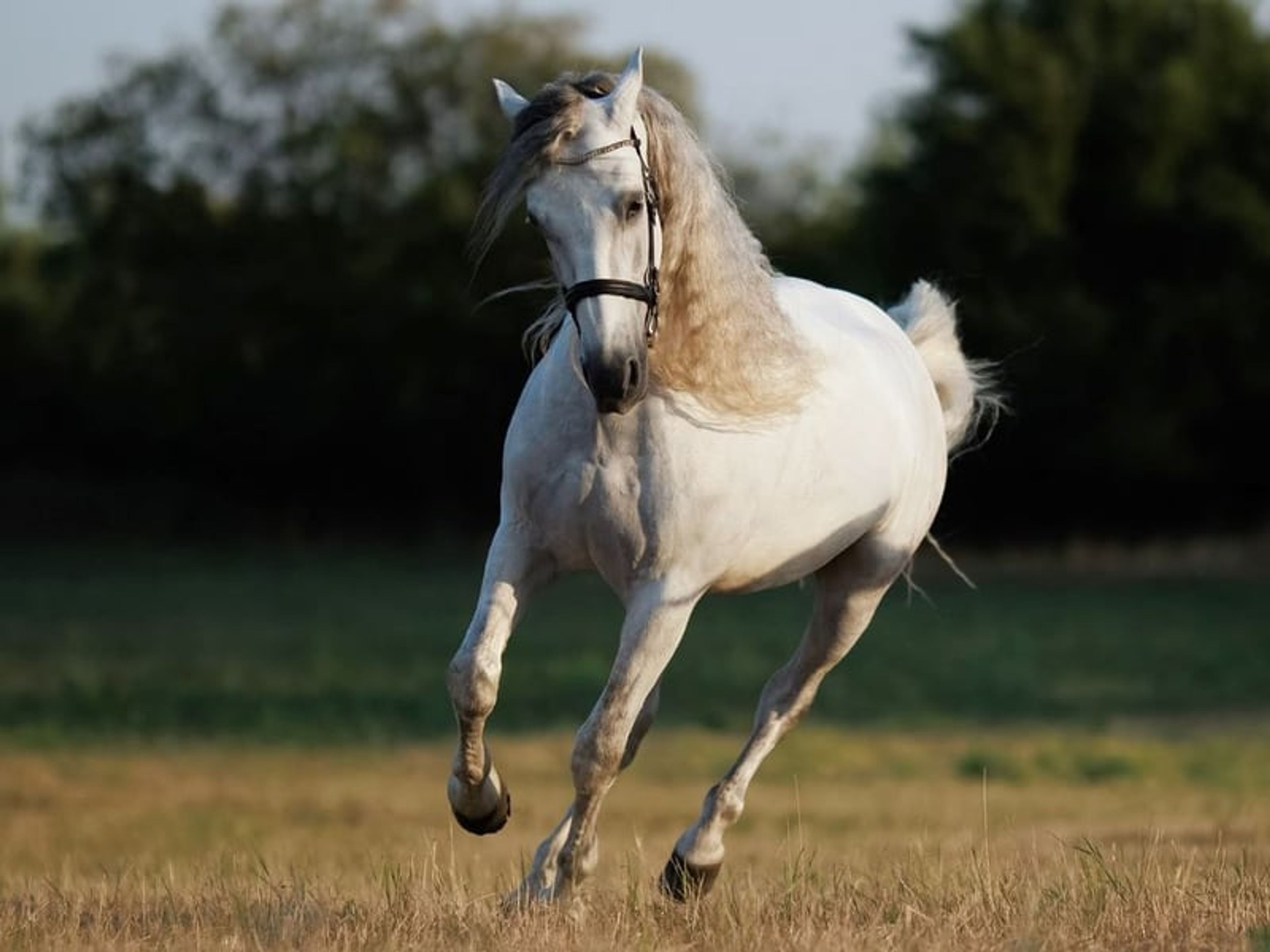 04167. Gelding PRE with an excellent temperament for sale. - Image 5