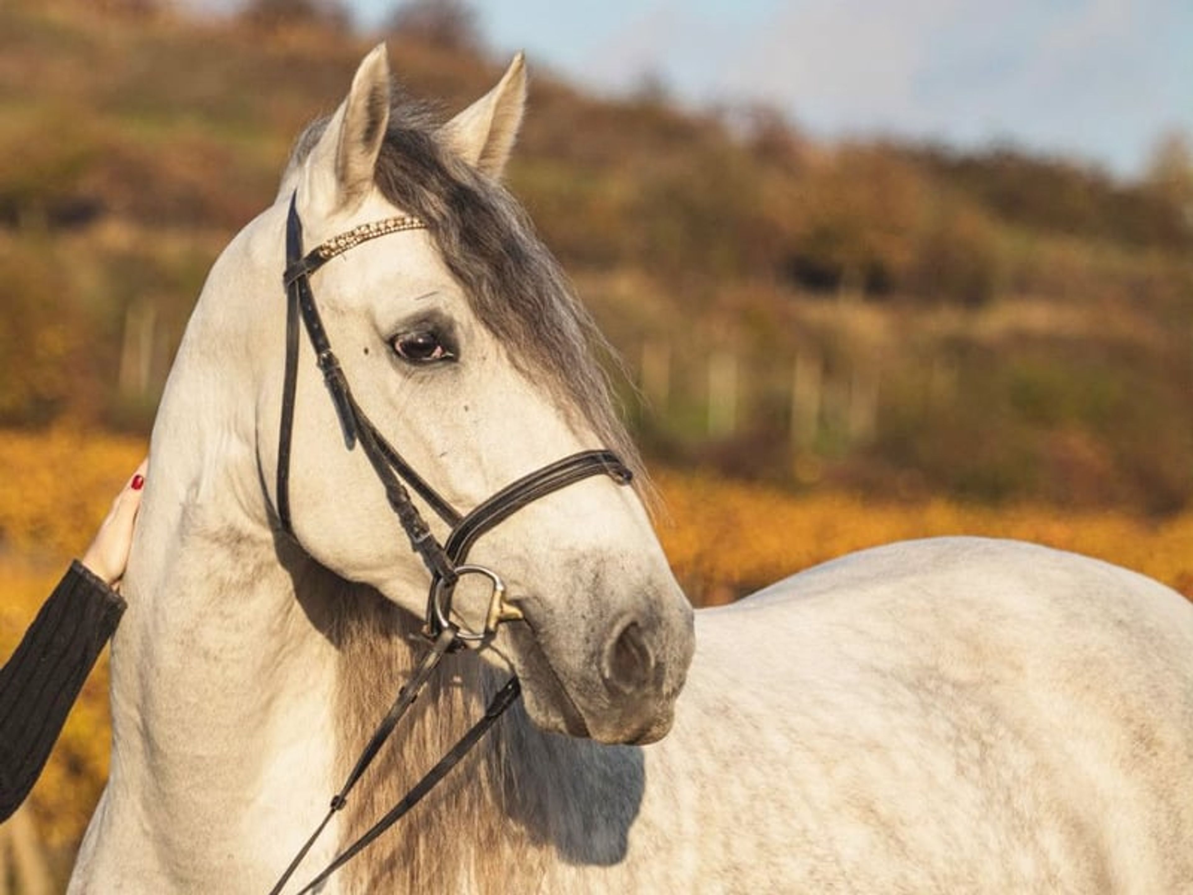 04167. Gelding PRE with an excellent temperament for sale. - Image 6