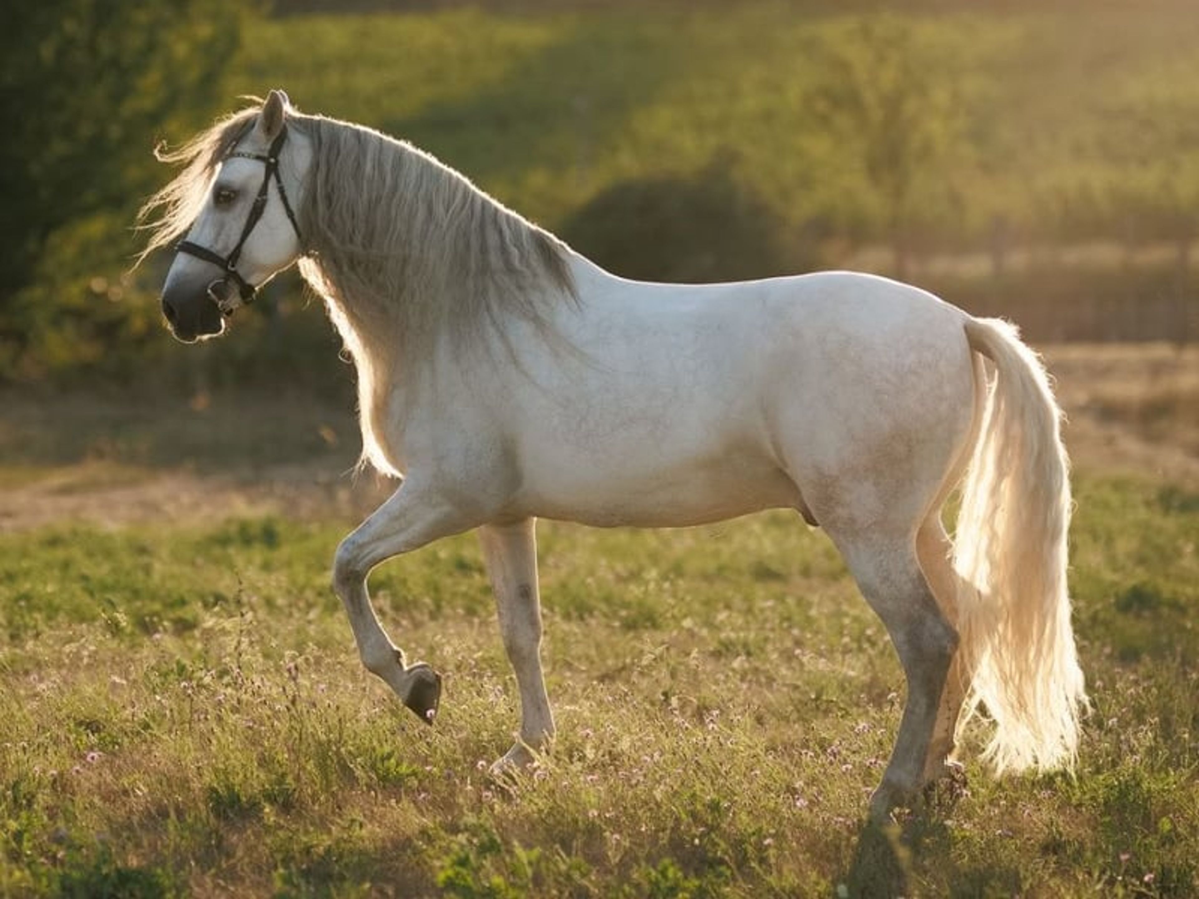 04167. Gelding PRE with an excellent temperament for sale. - Image 7