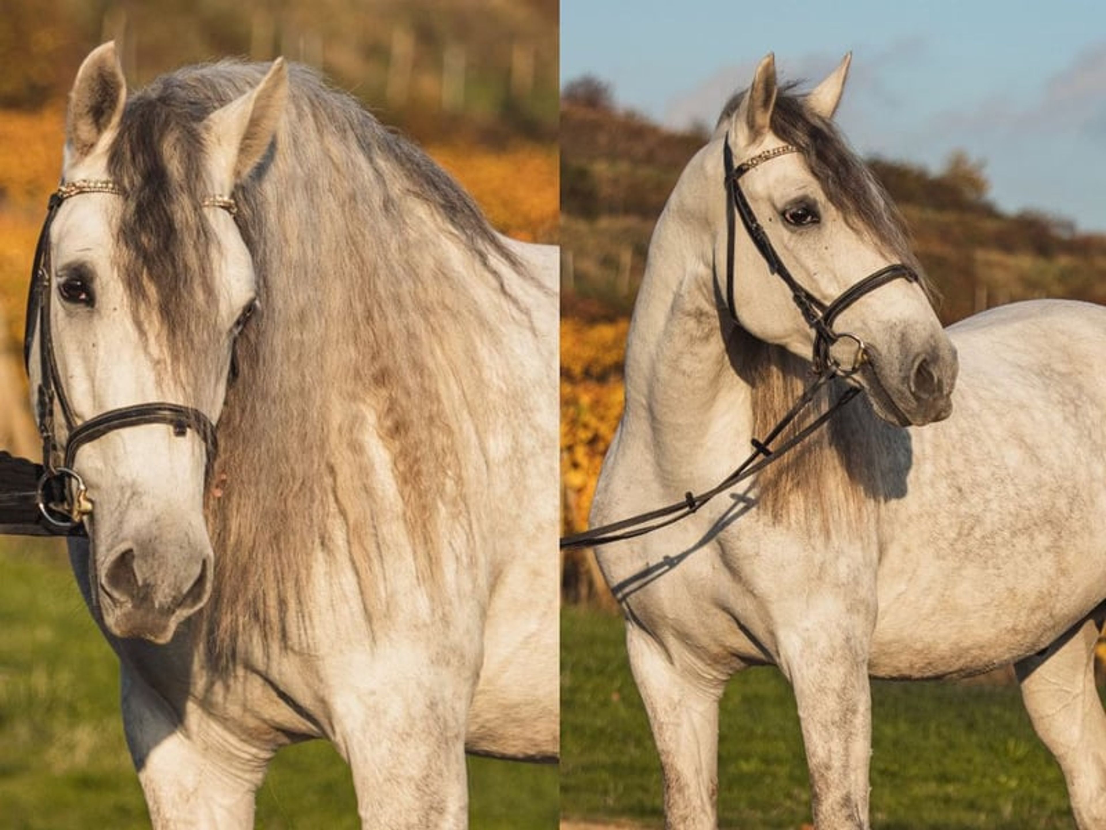 04167. Gelding PRE with an excellent temperament for sale. - Image 8