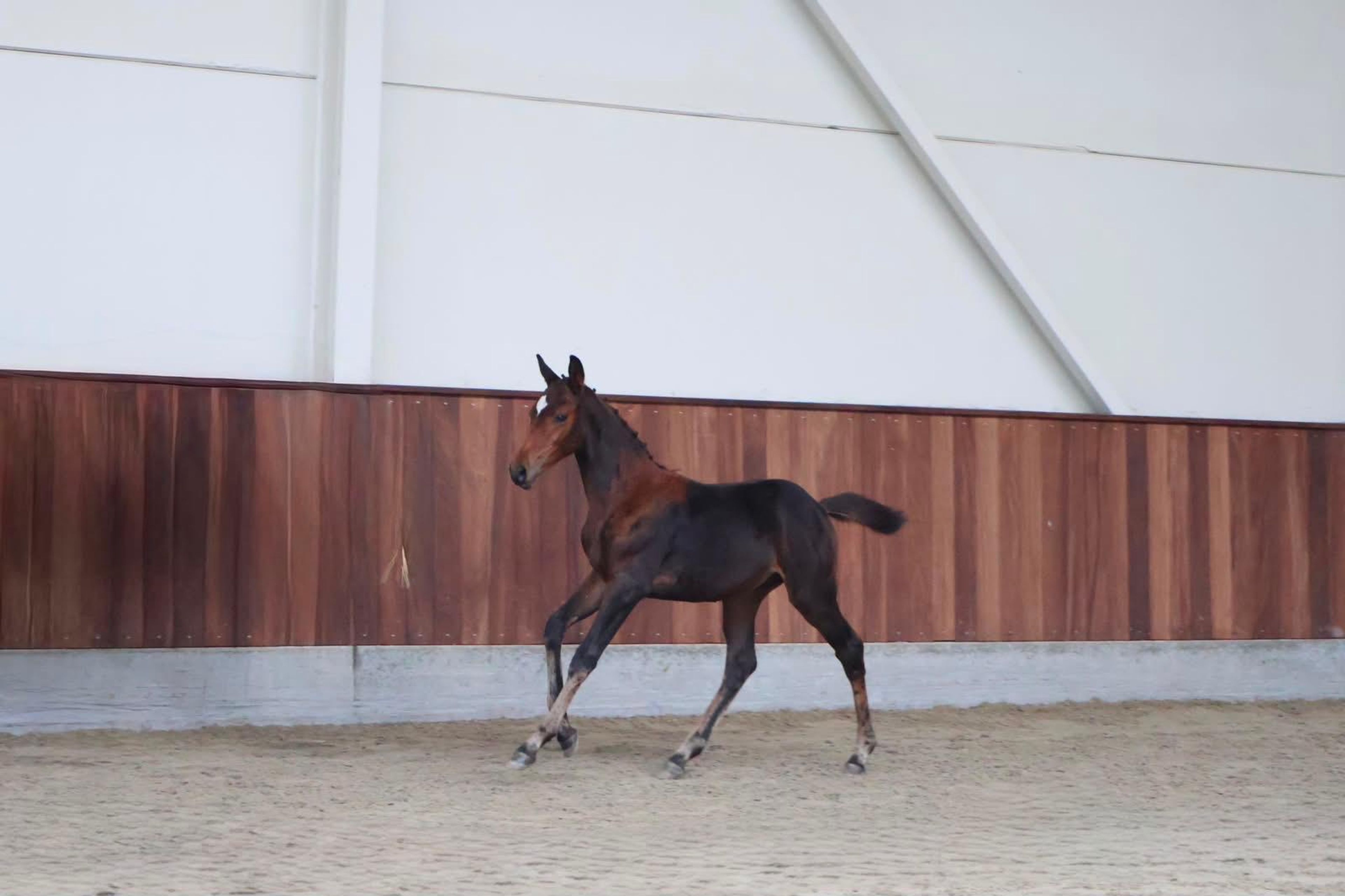 Tyrone (TOYBOY DE REGOR x WINNIGMOOD) - Image 2