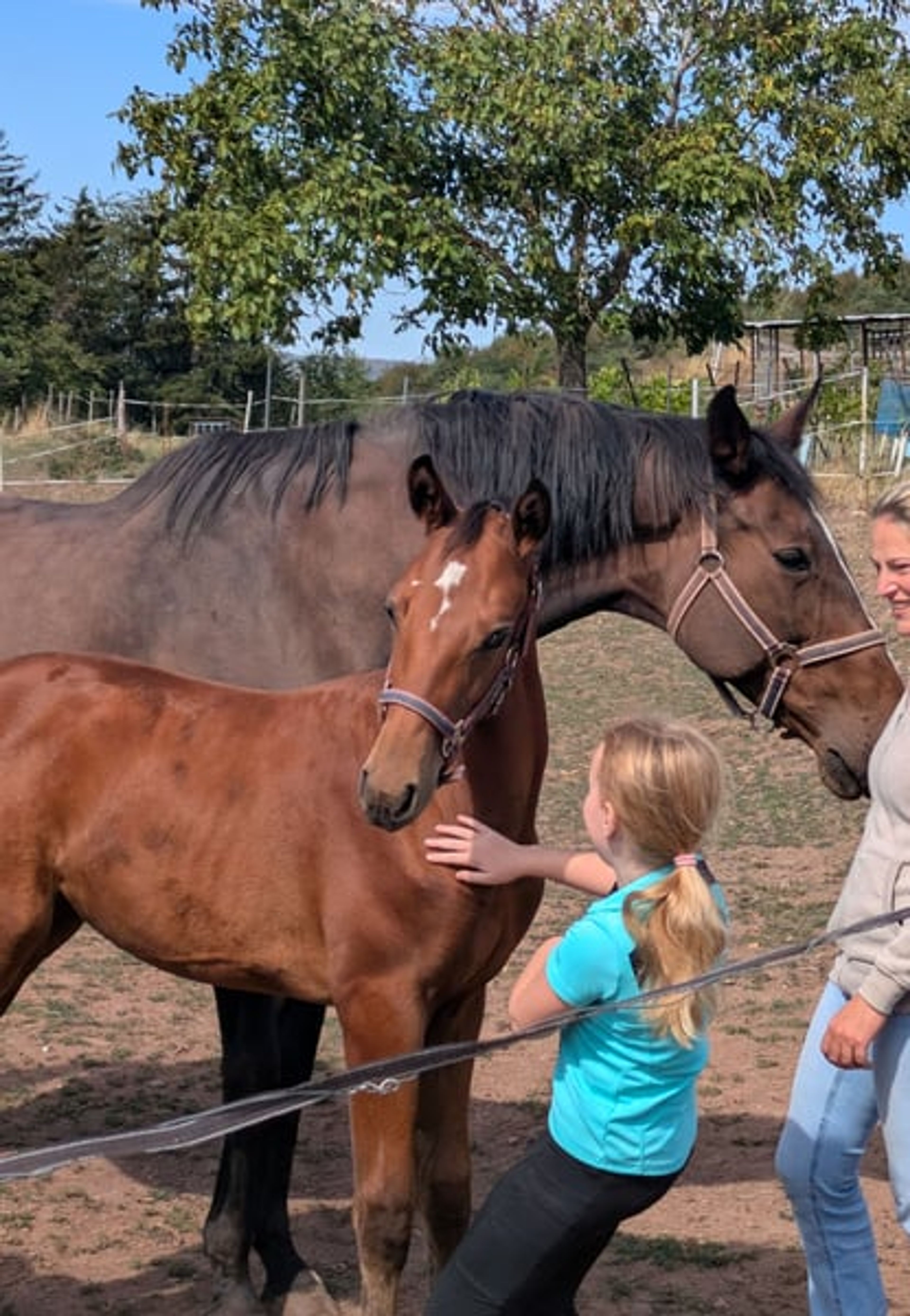 A classic filly out of a Chacco Blue mare - Image 1