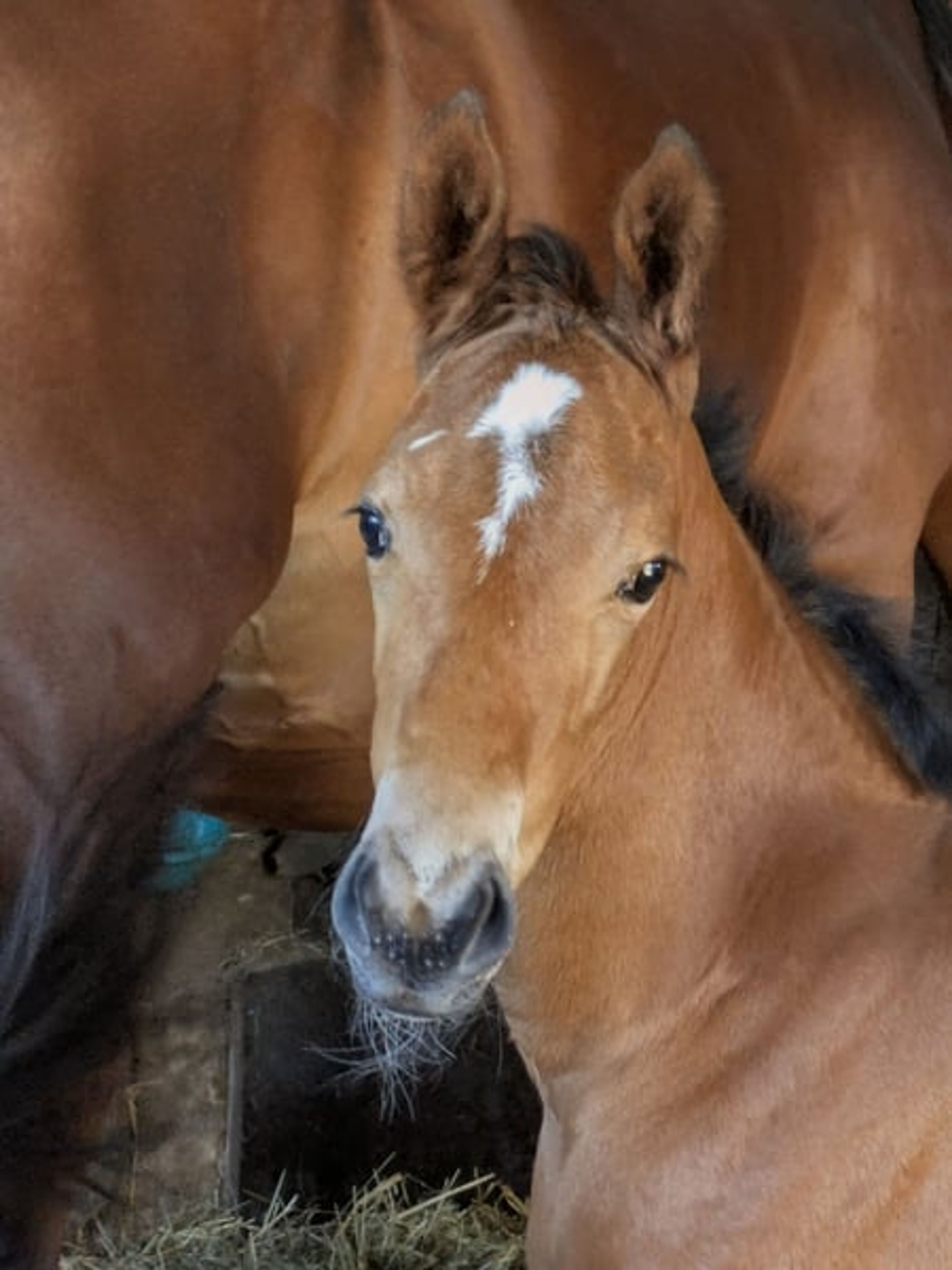 A classic filly out of a Chacco Blue mare - Image 2