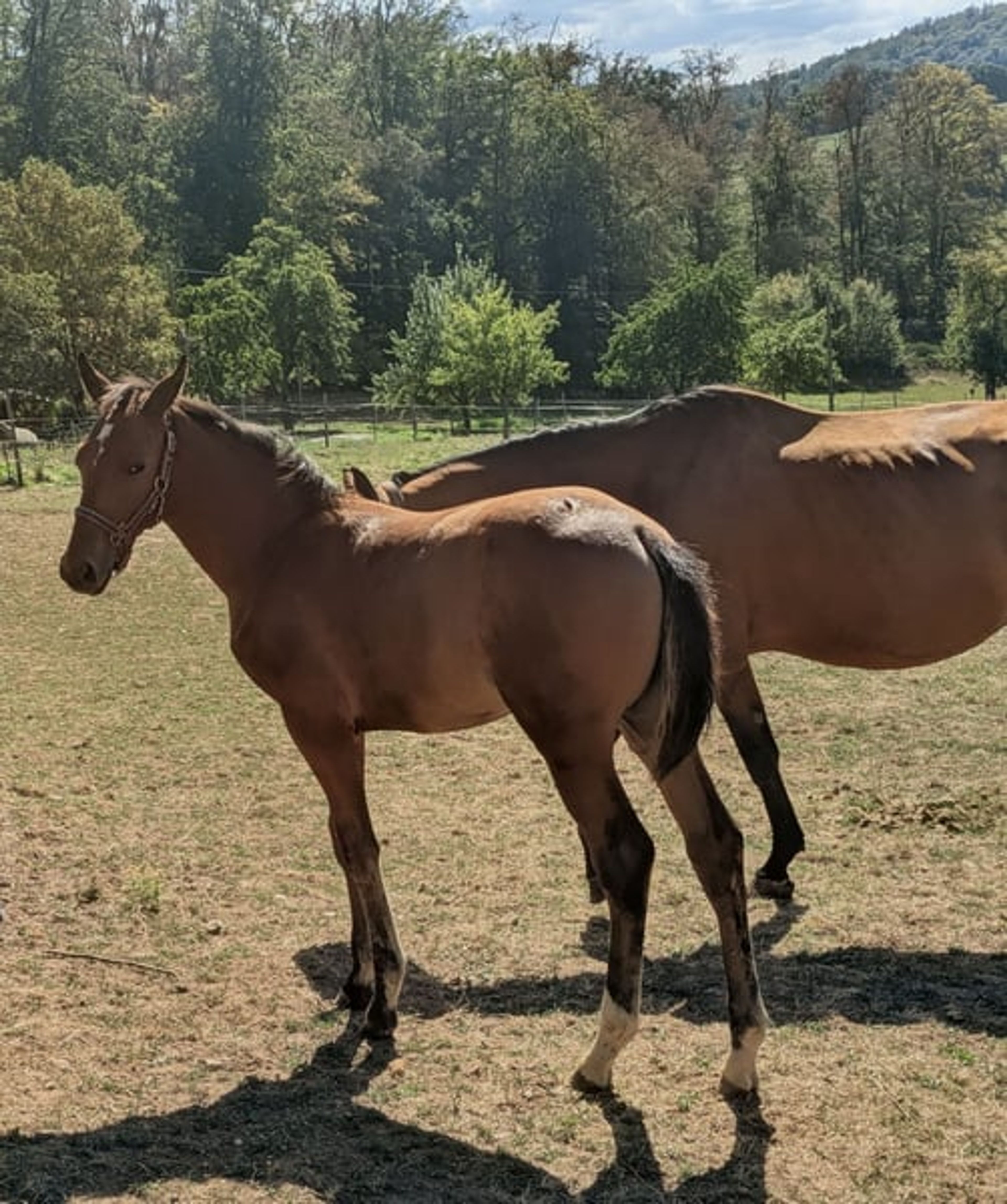 A classic filly out of a Chacco Blue mare - Image 3