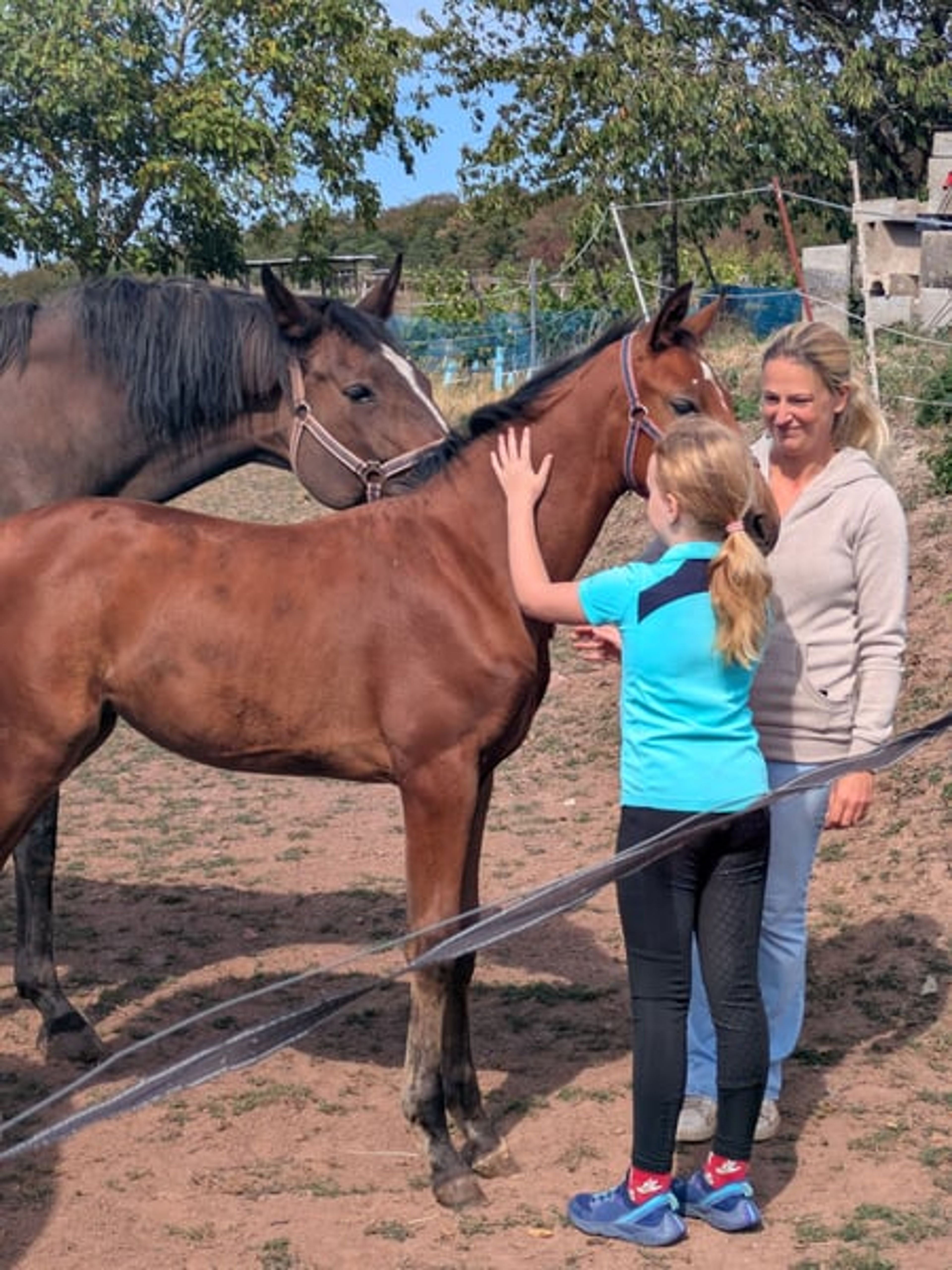 A classic filly out of a Chacco Blue mare - Image 4