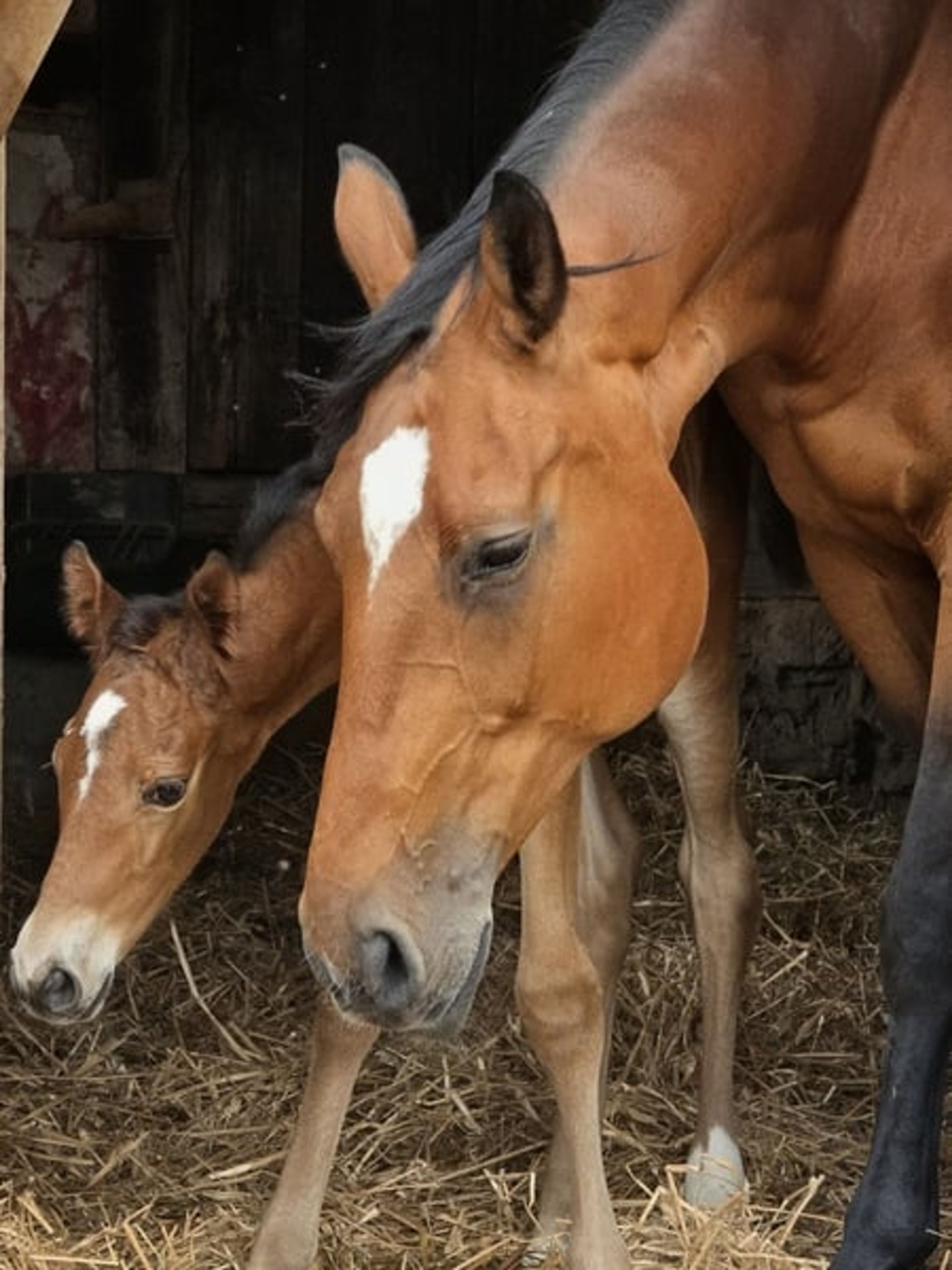 A classic filly out of a Chacco Blue mare - Image 5