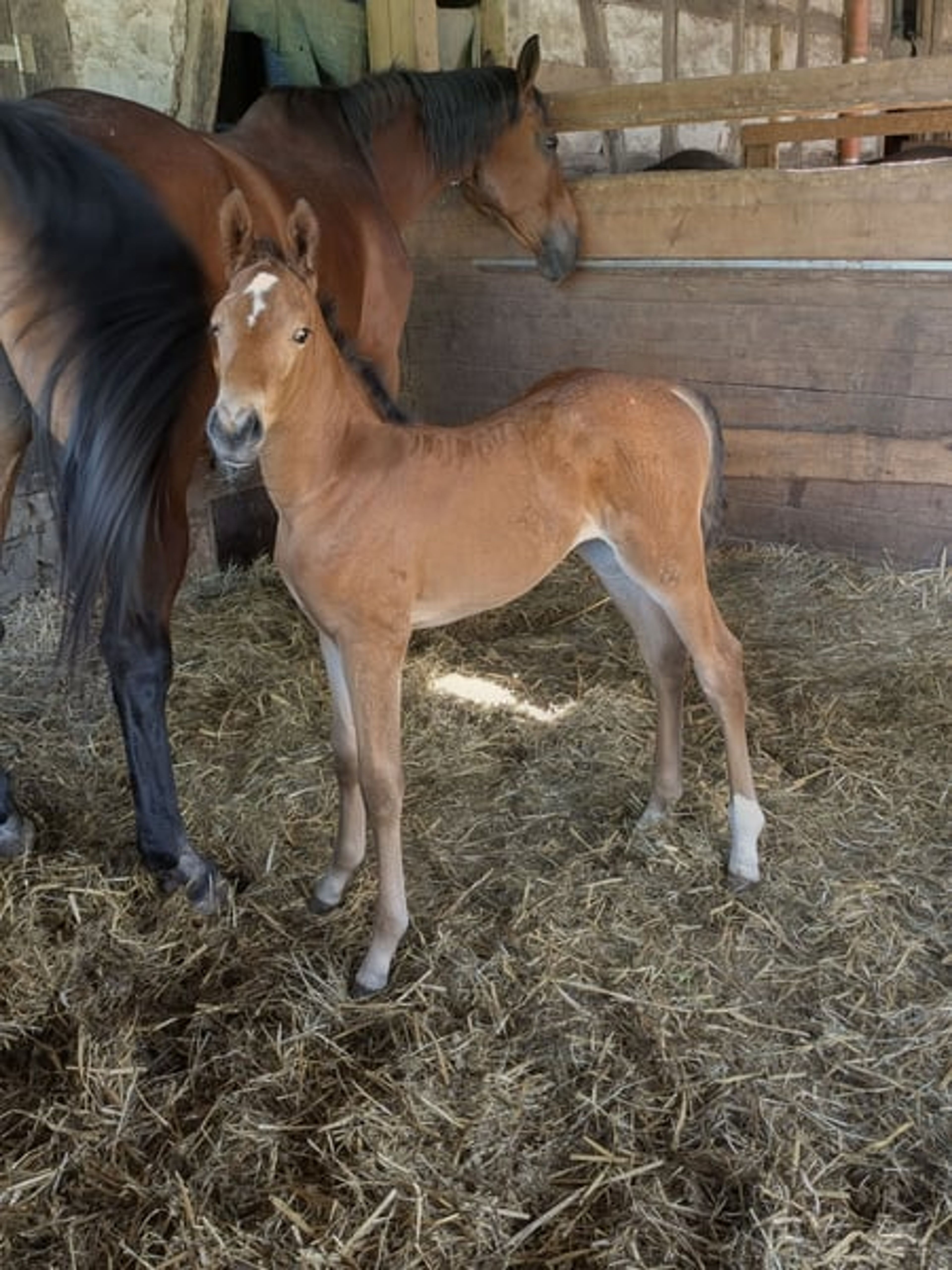 A classic filly out of a Chacco Blue mare - Image 6