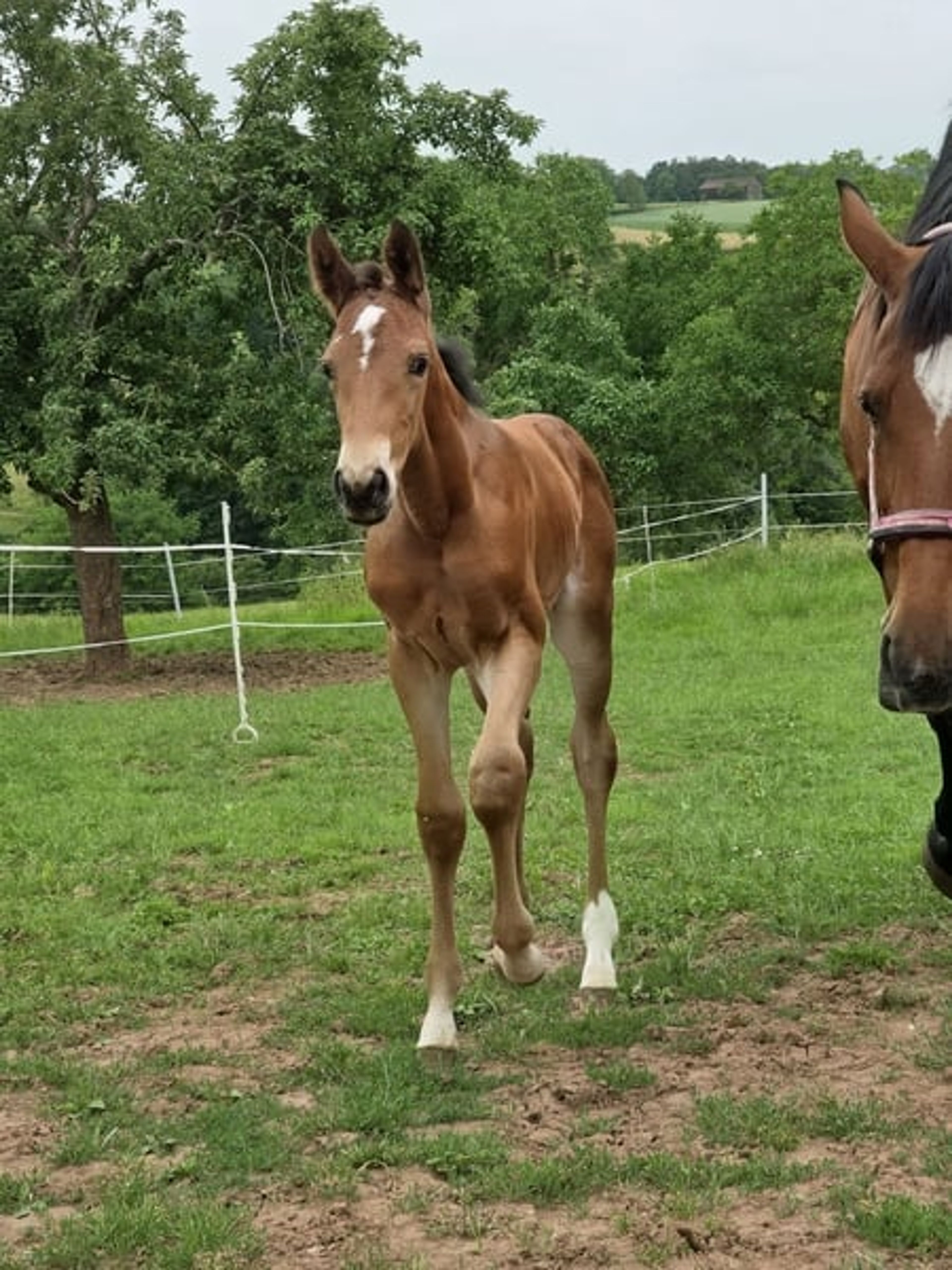 A classic filly out of a Chacco Blue mare - Image 7
