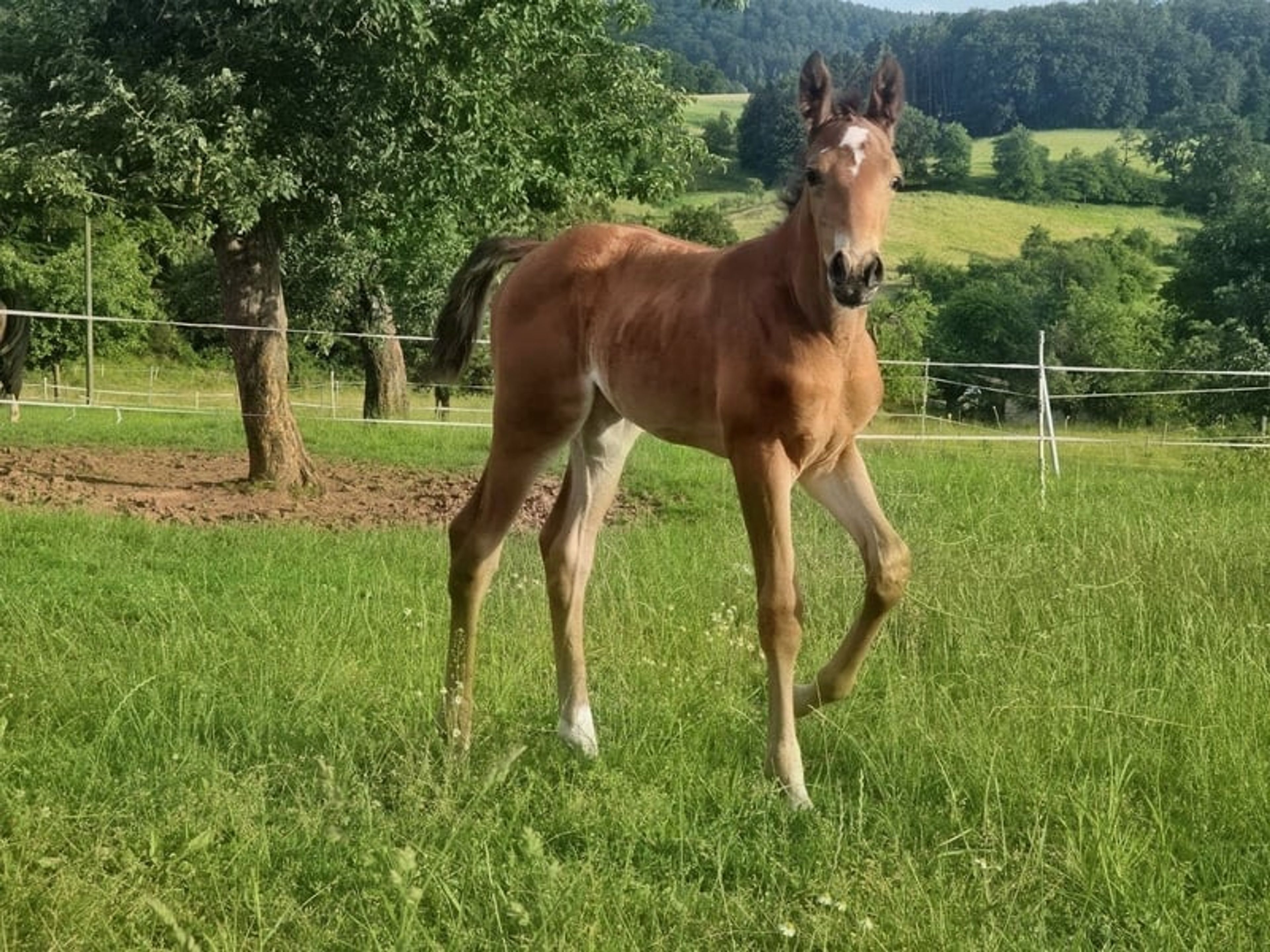 A classic filly out of a Chacco Blue mare - Image 8