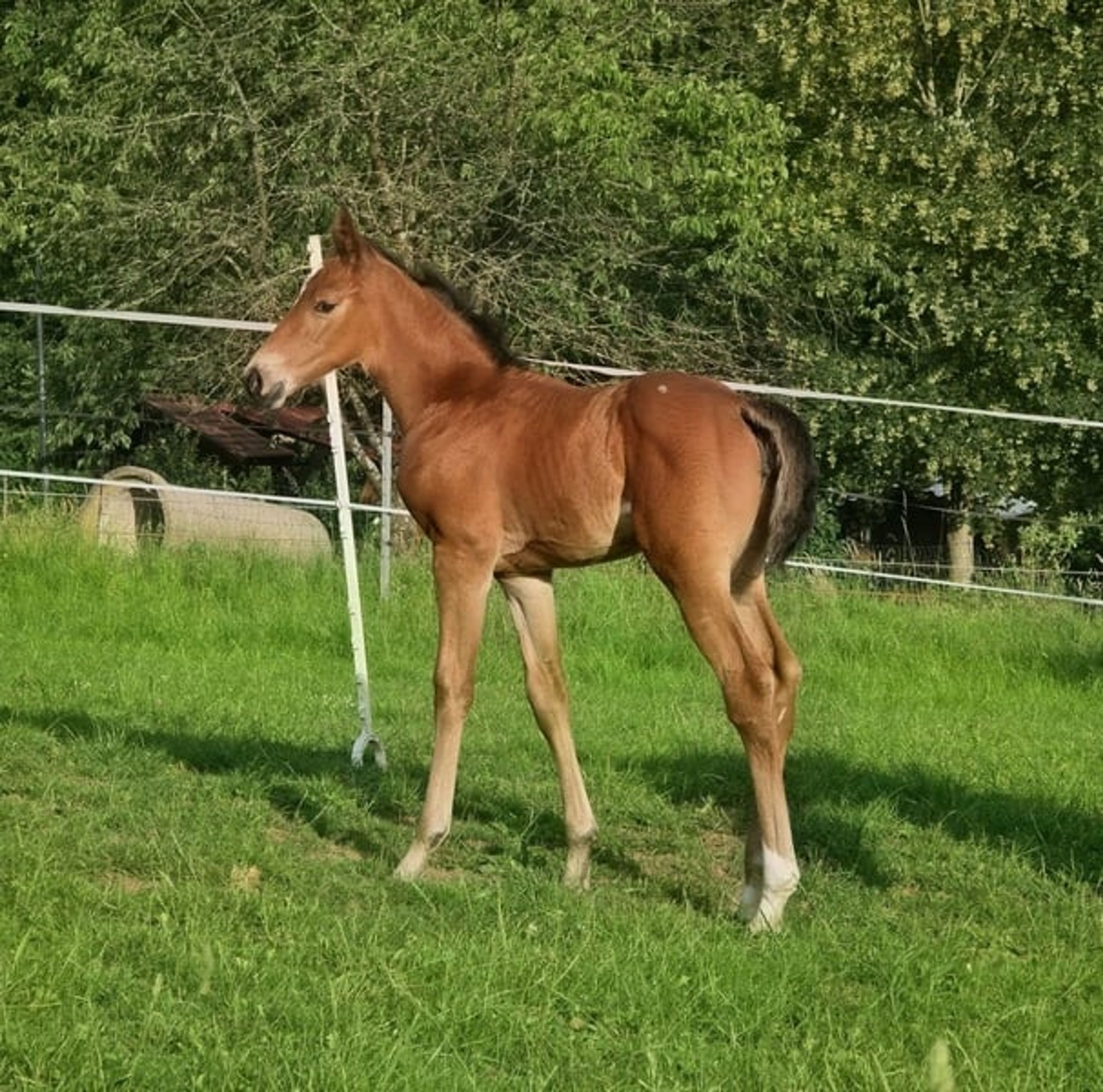 A classic filly out of a Chacco Blue mare - Image 9