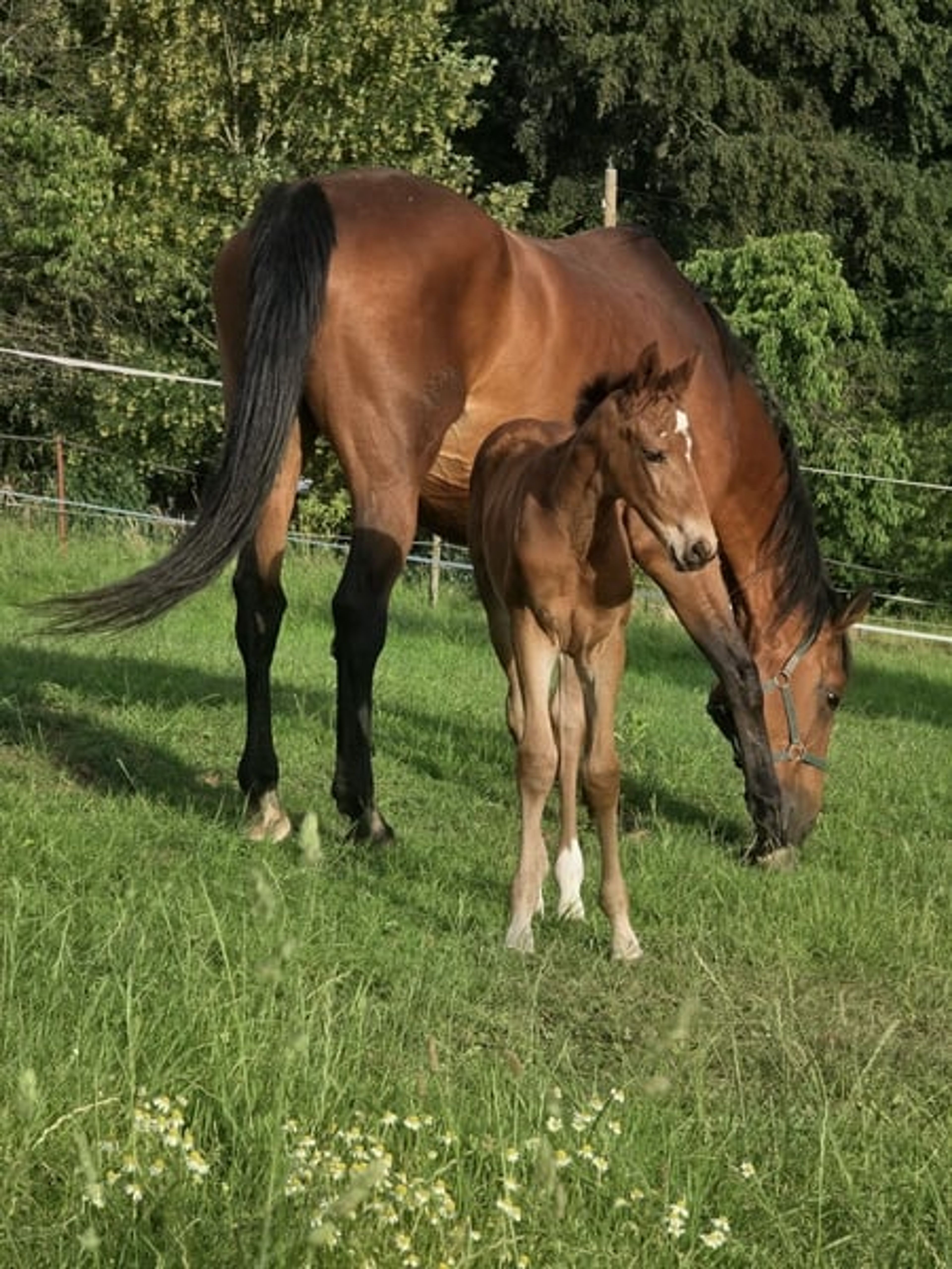 A classic filly out of a Chacco Blue mare - Image 10