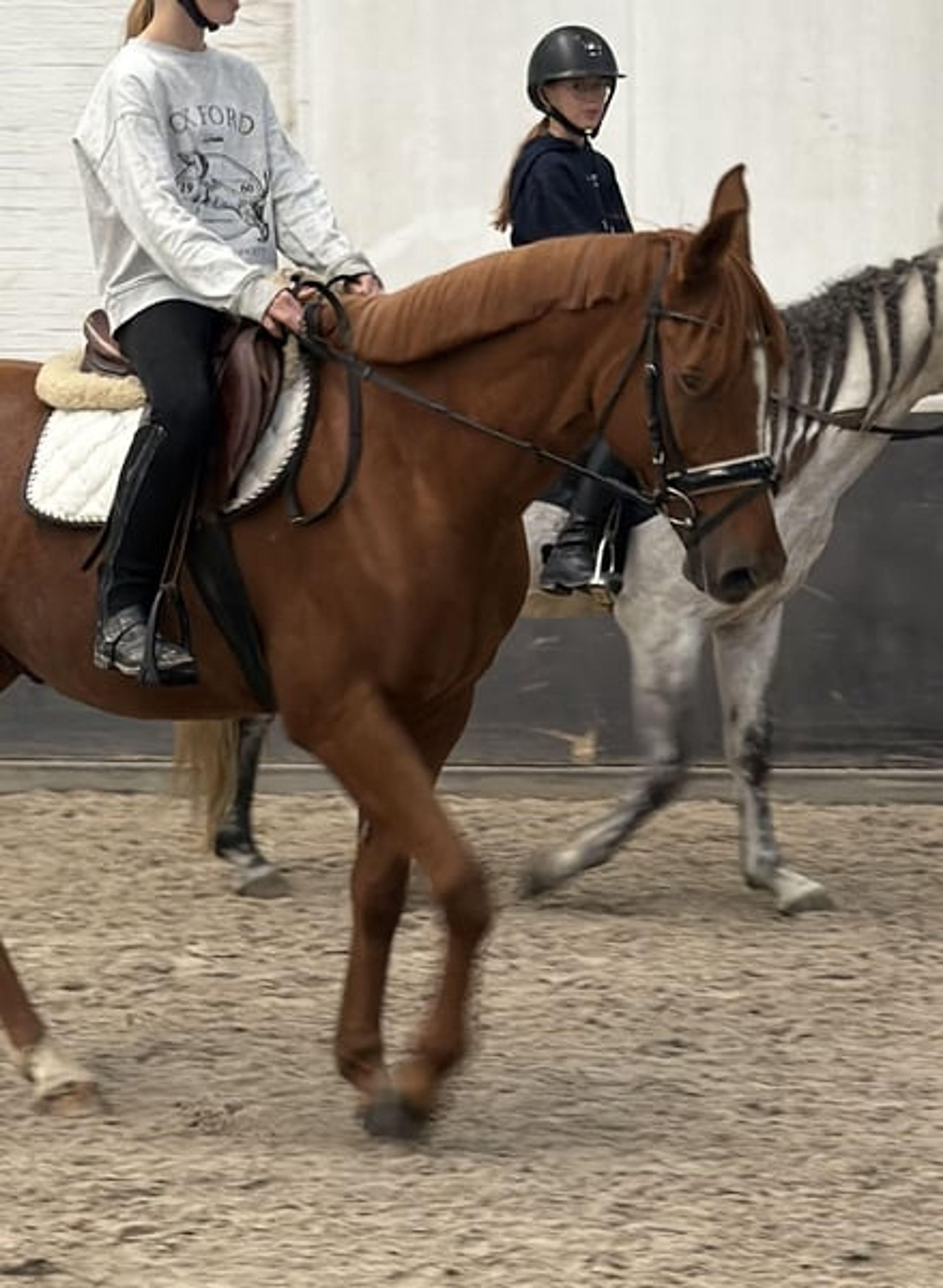 Great all-round leisure pony, very handsome! 😻