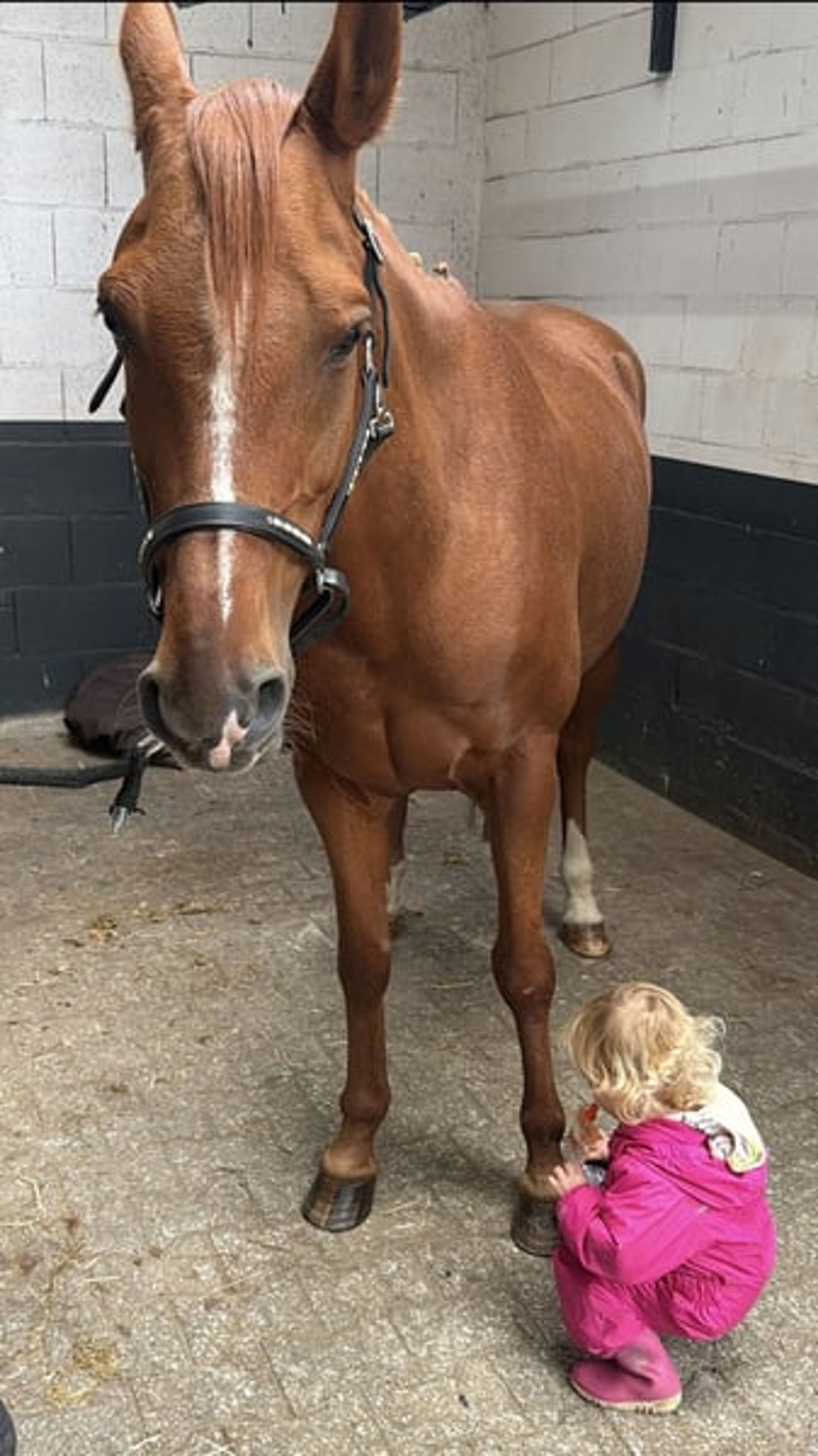 Great all-round leisure pony, very handsome! 😻 - Image 2