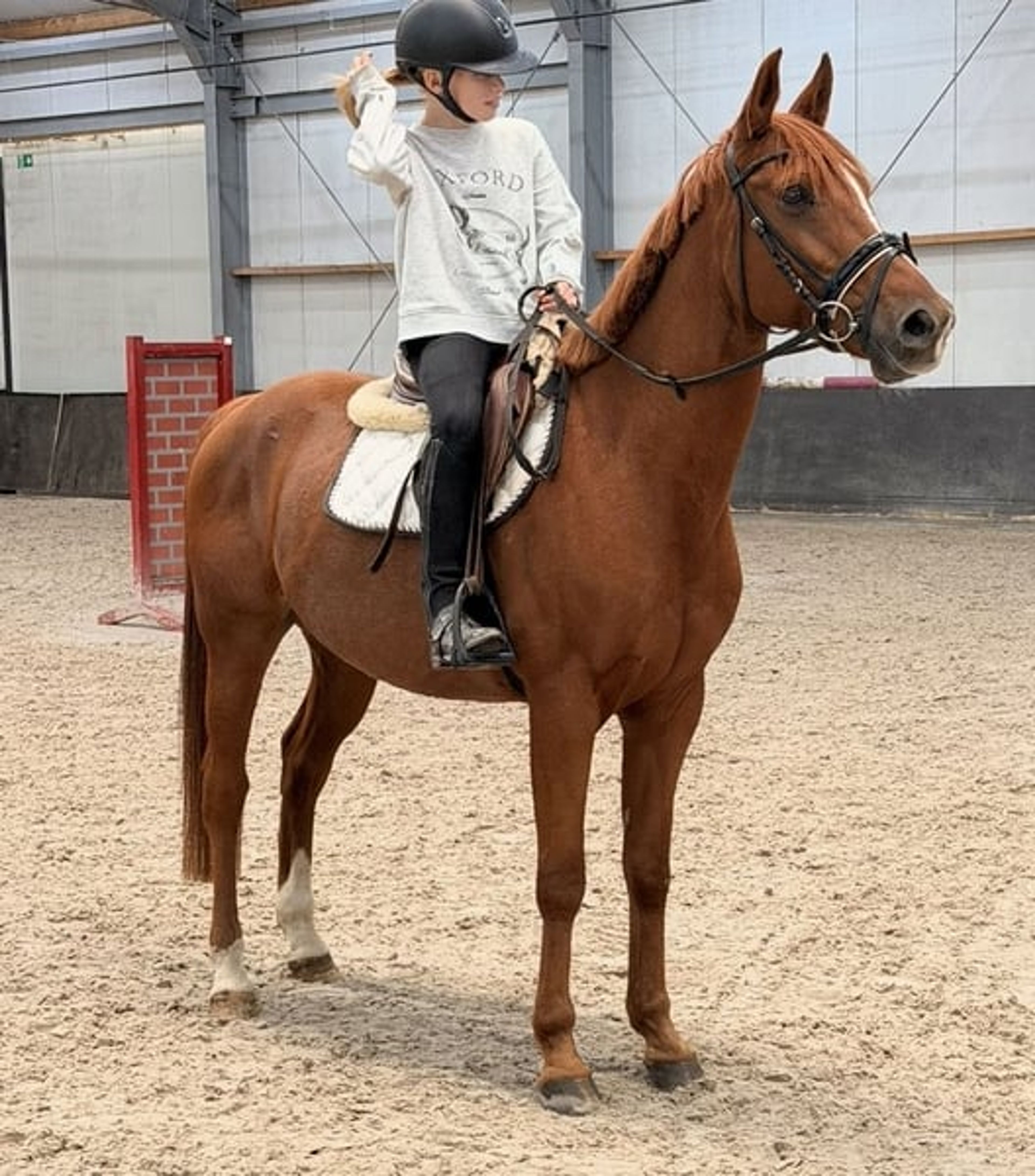Great all-round leisure pony, very handsome! 😻 - Image 3