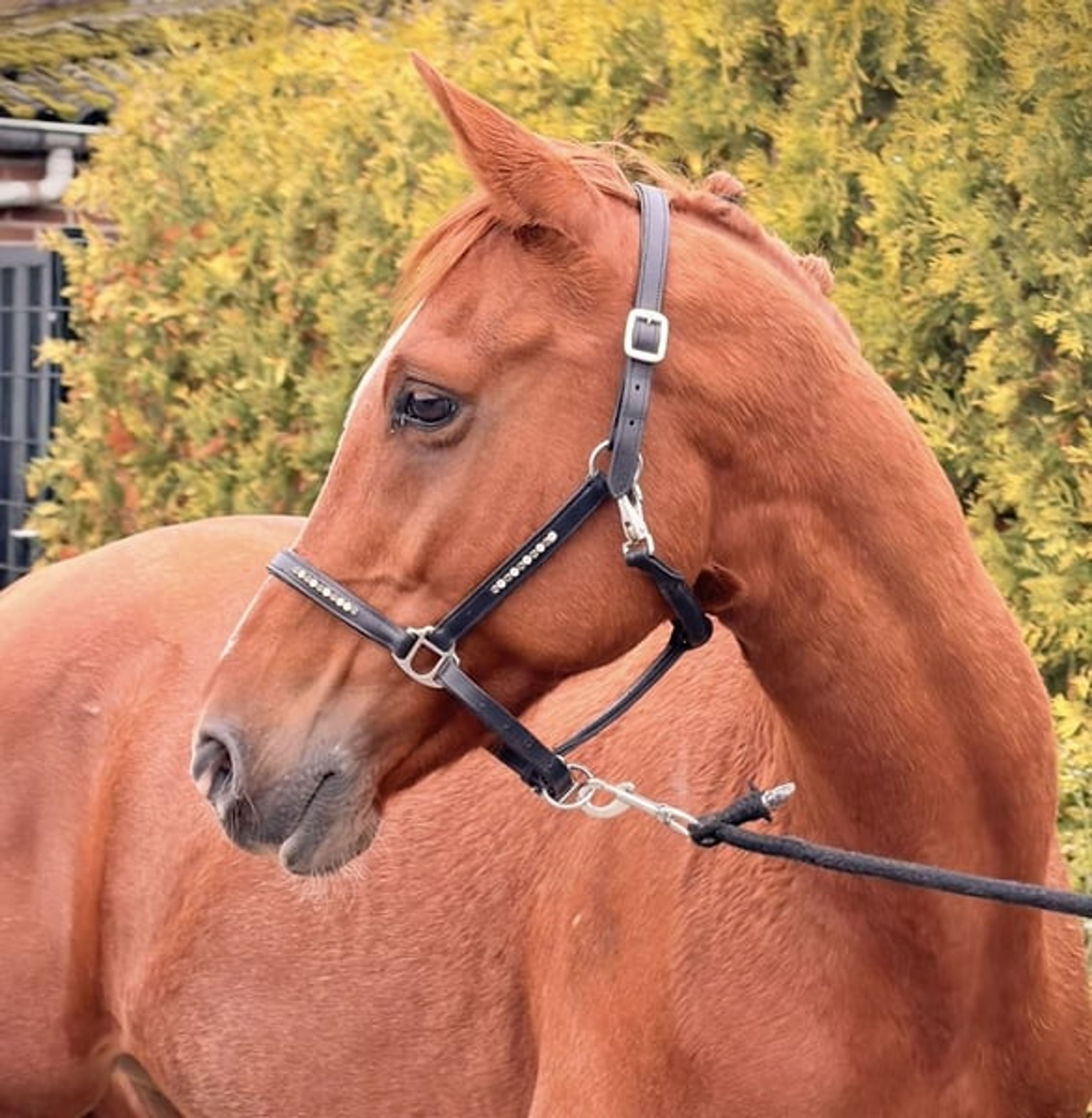 Great all-round leisure pony, very handsome! 😻 - Image 4